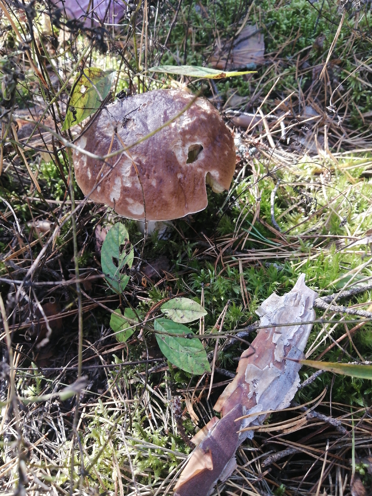 A close-up, overhead shot captures a single mushroom with a brown cap and a hole on its surface, nestled amongst moss, pine needles, and dry leaves. The mushroom's white stem is partially visible. The background consists of green moss and forest floor debris. The scene is set in a wooded area within the Доўгаўскі сельскі Савет, Belarus.