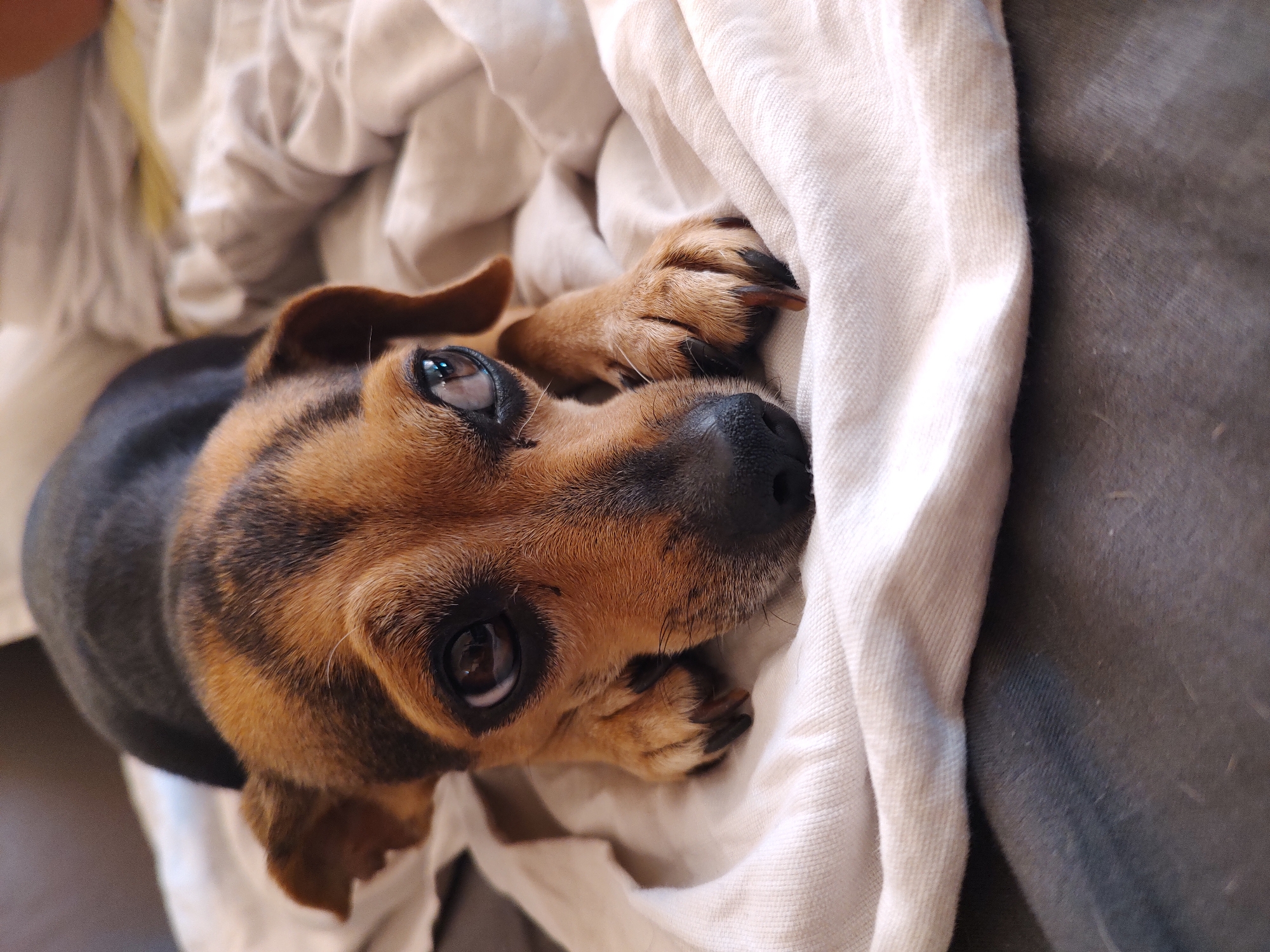 A small dog with brown and black fur lies on a white, wrinkled blanket. The dog's head is tilted to the side, and its large, dark eyes are looking upward. Its front paws are resting on the blanket, and its claws are visible. The dog appears to be calm and relaxed. The background consists of a dark gray surface, likely a piece of furniture, and the white blanket. There are no indications of the dog's location in Tervel, Bulgaria, or any other specific geographical context.