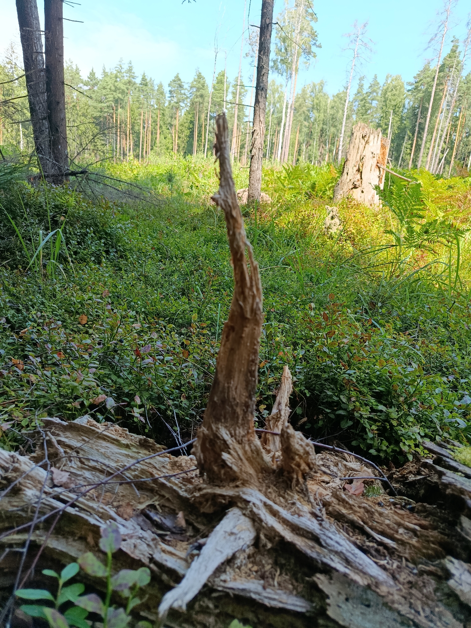 A close-up, low-angle shot captures the intricate textures of a fallen, decaying tree trunk in a forest. The wood is splintered and weathered, with strands of moss and small branches clinging to its surface. A thin, upright shard of wood protrudes from the center of the trunk, appearing sharp and jagged. In the background, a dense undergrowth of green bushes and ferns stretches towards a sun-dappled forest. Tall, slender trees with brown trunks dominate the middle ground, their canopy creating a dappled light effect. The sky above is a clear, pale blue, hinting at a bright, sunny day. The scene is devoid of human presence. The location is identified as Бордуки, Russia.
