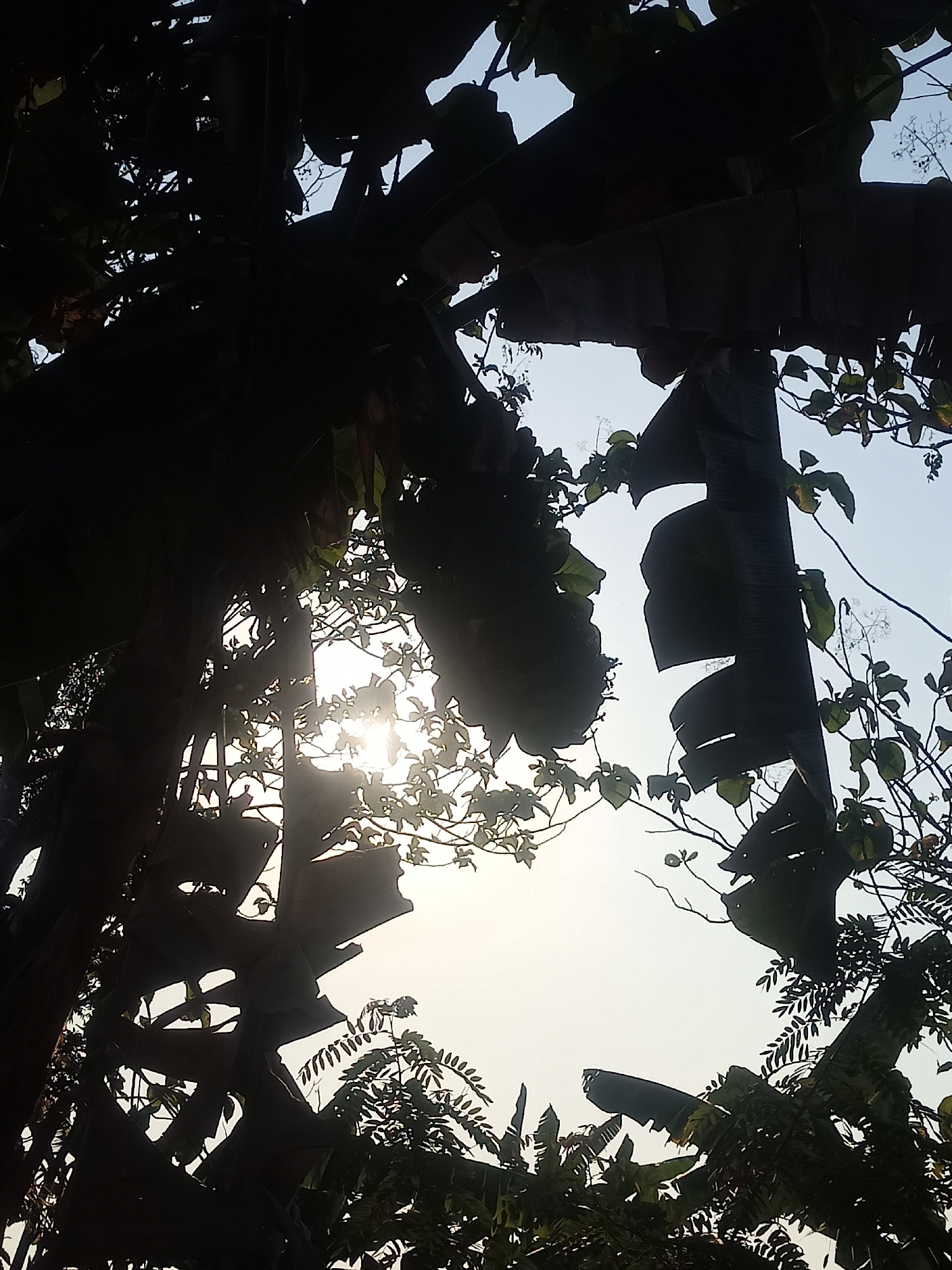 This is a low-angle shot of trees and foliage silhouetted against a bright, overcast sky. The sun is a bright orb visible through the leaves and branches, casting a soft glow. Banana leaves are prominent, some large and broad, others torn and curling. The scene appears to be in a natural or semi-natural setting within the city of Cepoko, Indonesia, likely a garden or park area given the lush vegetation and bright sky characteristic of the region. There are no people or specific man-made objects visible, the focus being entirely on the interplay of light and shadow among the plants.