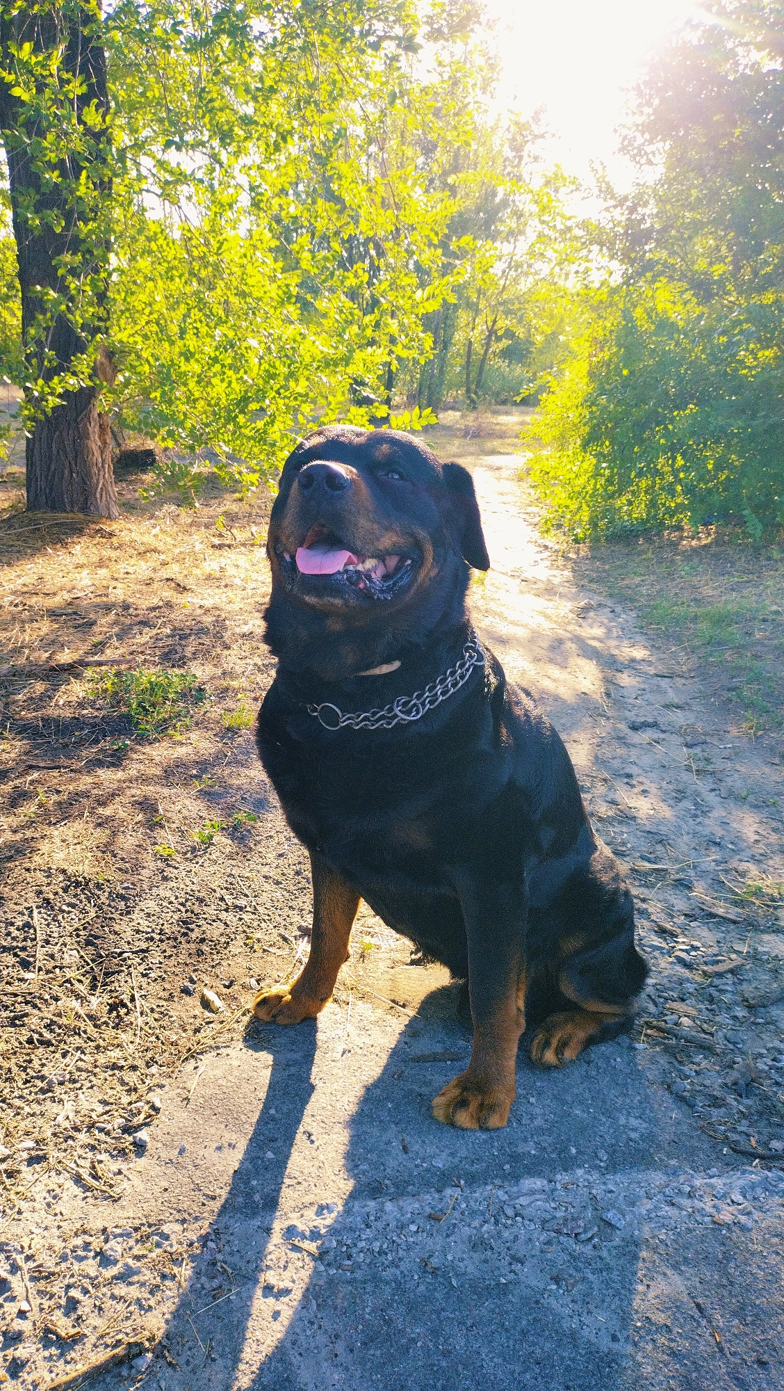 A Rottweiler dog sits on a dirt path in a park in Horishni Plavni, Ukraine. The dog is black and tan with a silver chain collar. It is looking up and to the right with its tongue hanging out. The sun is shining through the trees, casting shadows on the path. The background is filled with green trees and foliage.