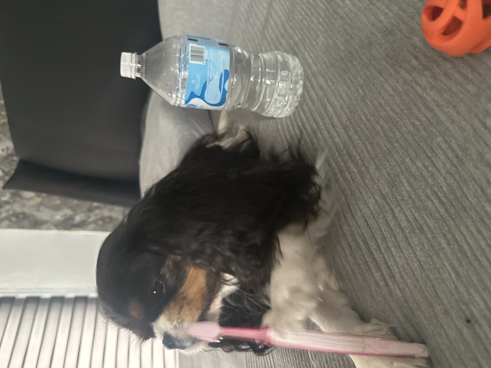 A black and white Cavalier King Charles Spaniel lies on a gray textured couch. The dog appears to be holding a pink toothbrush in its mouth. Next to the dog is a plastic bottle of water and an orange ball. In the background are gray blinds and a gray cushion.