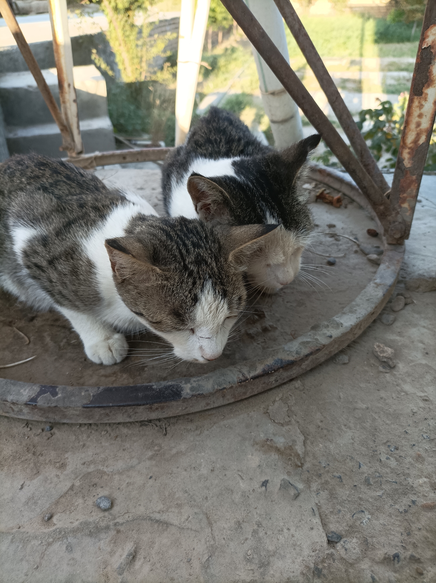 Two tabby and white cats are resting close together on a circular, metal surface with a rough, concrete ground visible below. The cats are positioned side-by-side, both facing downwards with their eyes closed. The metallic surface appears to be part of some outdoor furniture or structure, with rusty metal poles extending upwards and to the right. In the background, blurred greenery and a concrete staircase are visible, suggesting an outdoor setting, possibly a courtyard or patio area. The lighting indicates it is daytime. The location is identified as Seýdi, Turkmenistan.