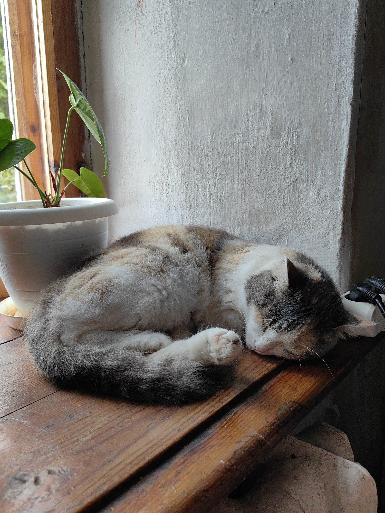 A calico cat is curled up and sleeping on a wooden windowsill. Next to the cat is a white planter pot with a green plant inside. Behind the cat is a white, textured wall. To the left of the cat is a window with a wooden frame. To the right of the cat is a white electrical outlet and some black power cords.