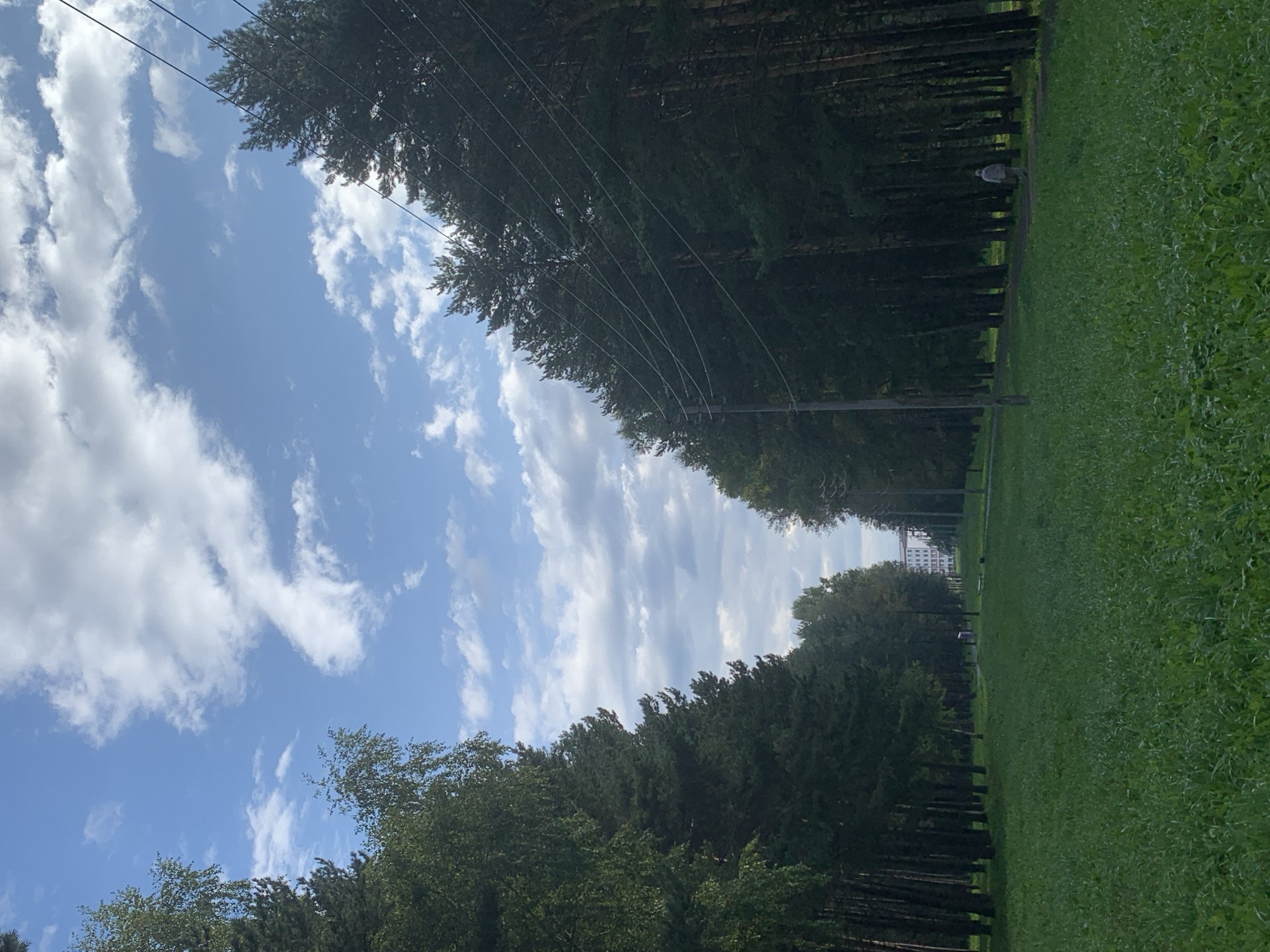 The image depicts a park-like setting in Prokopyevsk, Russia, characterized by a wide, grassy clearing bordered by tall, dense pine trees on both sides. A clear blue sky with scattered white clouds is visible above. In the distance, at the end of the clearing, a multi-story white building with multiple windows can be seen, suggesting an urban or institutional presence. The path of power lines runs diagonally across the right side of the frame, supported by a utility pole. A lone figure, wearing light-colored clothing, walks away from the camera on a path within the trees on the right side of the clearing. The overall impression is one of a tranquil, natural space within or near a populated area.