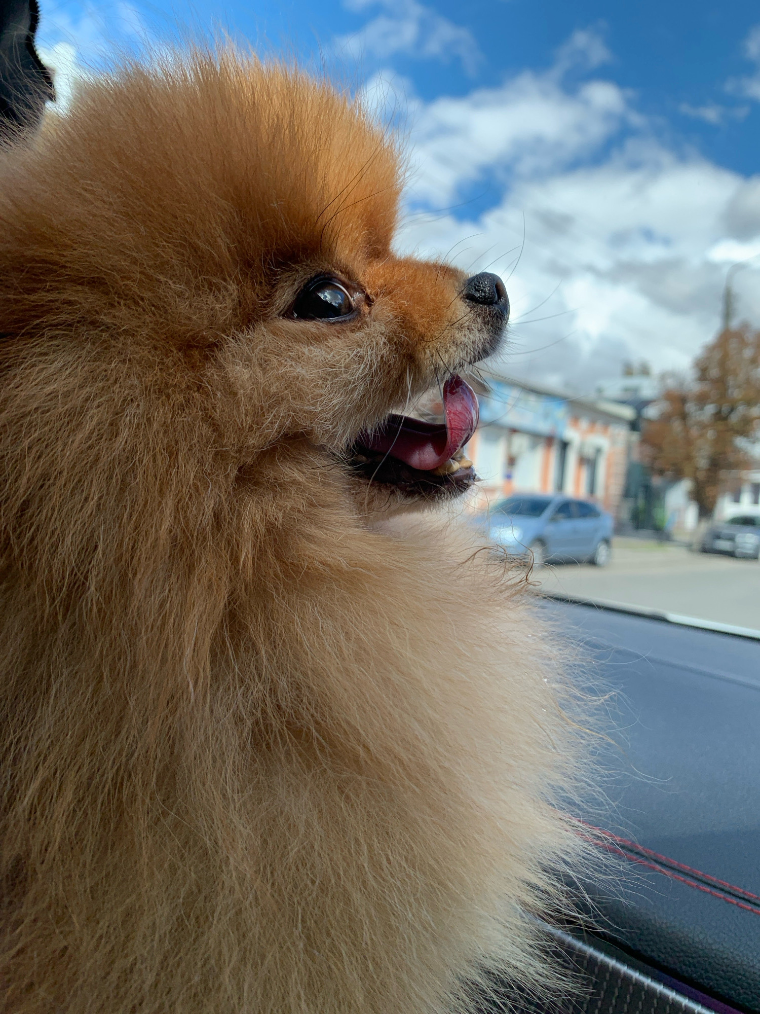 A Pomeranian dog with ginger fur is sitting in the passenger seat of a car, looking out the window. The dog's tongue is hanging out, and its eyes are wide open. In the background, there are buildings, cars, and trees. The sky is blue with white clouds. The interior of the car is visible in the foreground, with the dashboard and seat. The location is the city of Bila Tserkva, Ukraine.