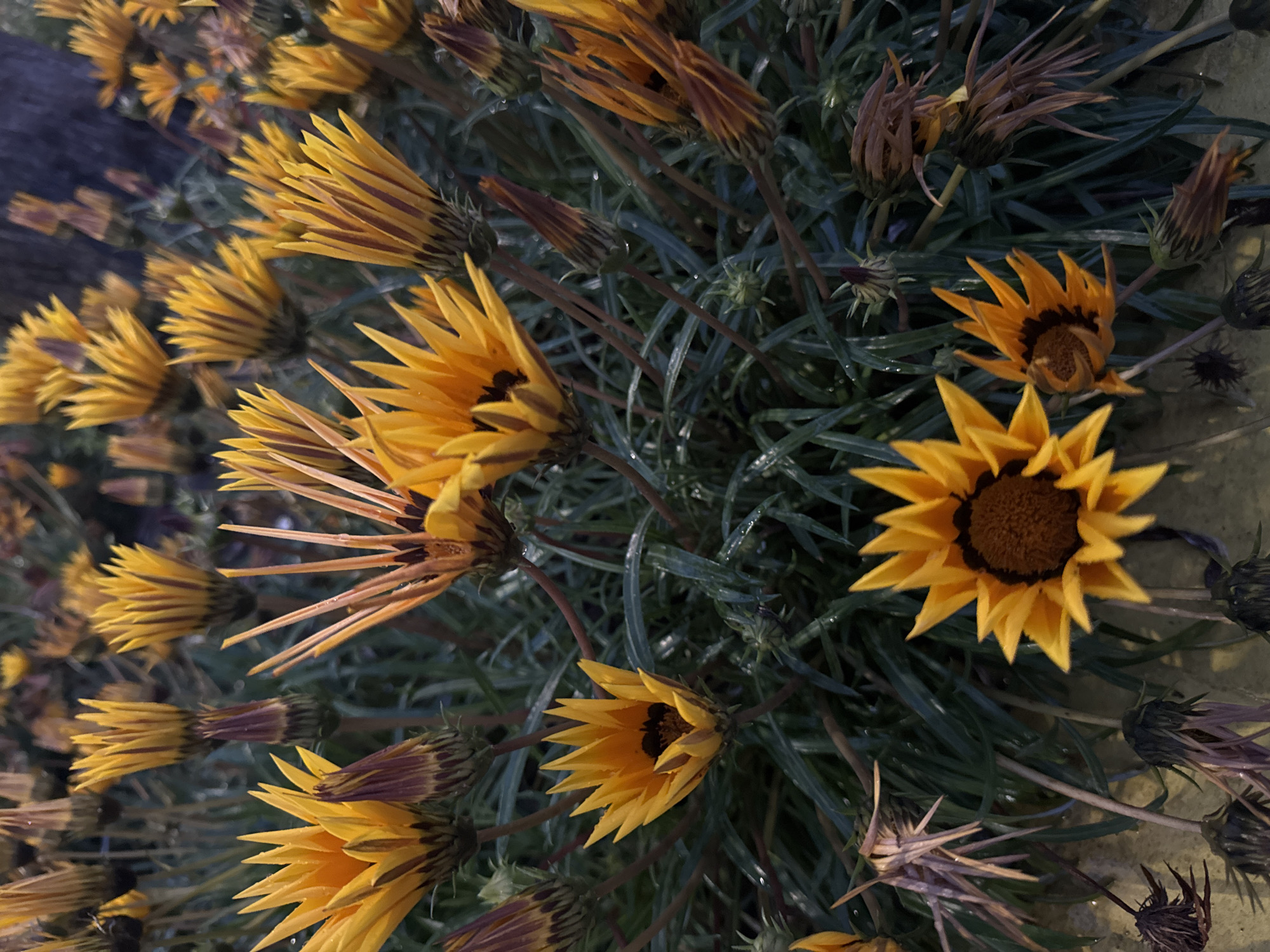 The image depicts a cluster of Gazania flowers in various stages of bloom, some fully open with vibrant yellow petals and dark centers, others partially open or in bud form. The flowers are set against a background of green, grass-like foliage, some of which appear to have water droplets on them. Dried and wilted flowers are also visible among the fresh ones. There is no clear indication of location. No people, subjects, actions, or interactions are visible.