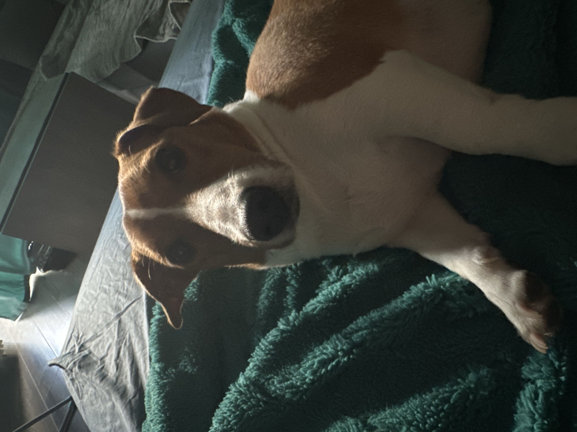 The image shows a Jack Russell Terrier lying on a teal-colored, fluffy blanket. The dog is looking directly at the camera with its head slightly tilted. Sunlight is casting a shadow across the dog's face. In the background, a grey sheet is visible, and beyond that, a wooden floor and a part of a wall with a dark rectangular object are discernible. The setting appears to be indoors. The image's location in Uray, Russia, is an assumption made by the model, as there is no contextual information within the image to support this claim.