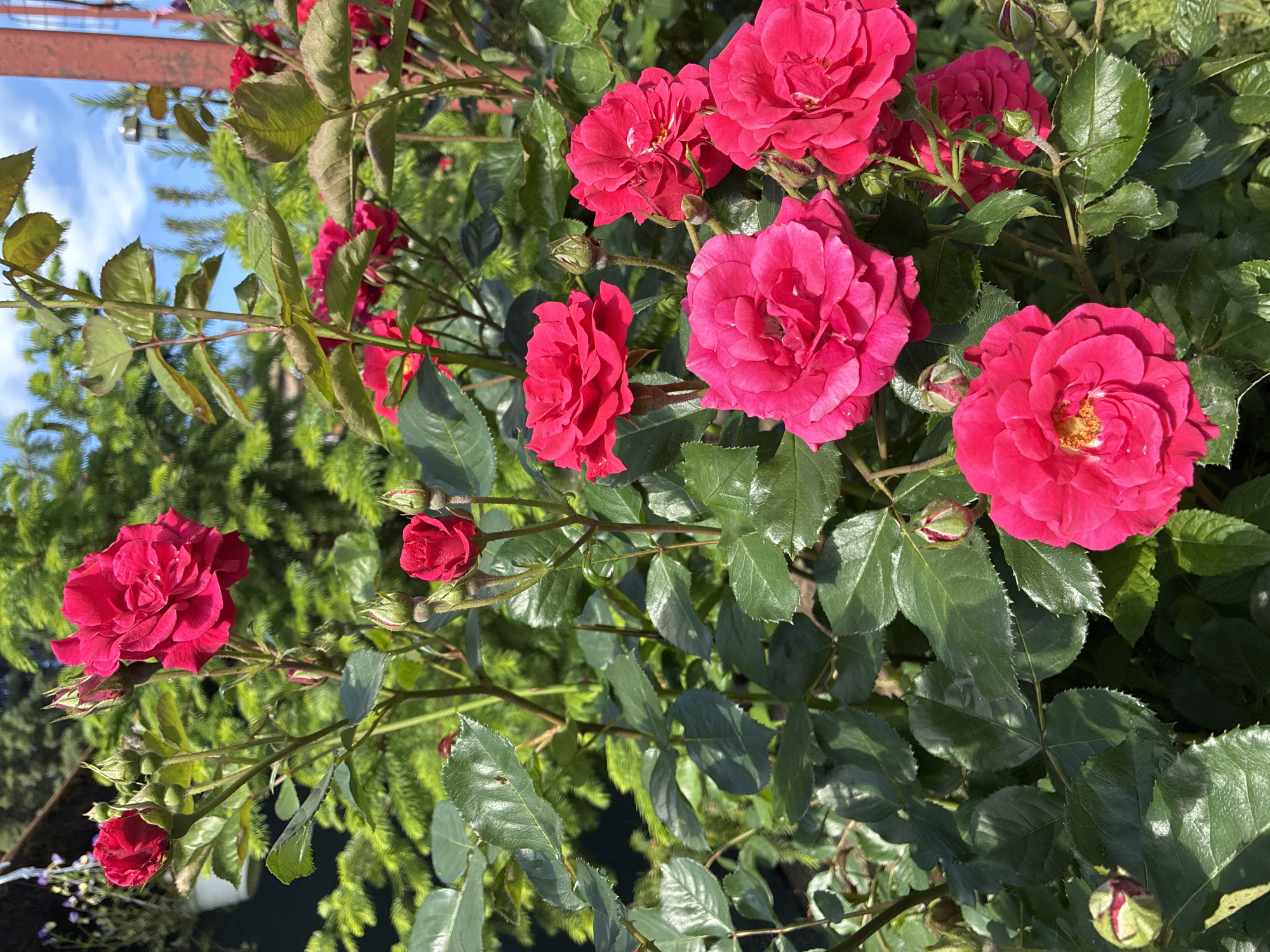A close-up, slightly angled shot depicts a vibrant cluster of red roses in full bloom, interspersed with green leaves. The roses are various sizes, some fully open and others in bud. Behind the roses, greenery suggests a garden setting. A glimpse of blue sky and a metallic structure in the upper left corner indicates an outdoor location, possibly in Varna, Bulgaria. The scene is bright and sunny.