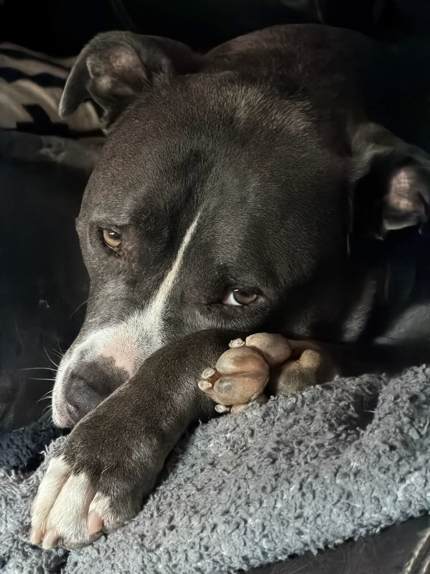 A close-up, indoor portrait captures a dark grey pit bull resting. The dog's head is tilted, with one paw resting on its muzzle and the other curled in front of its face. A white stripe runs down the center of the dog's forehead. The dog lies on a textured grey blanket, with a dark, possibly striped, background behind it. The lighting is dim, creating shadows on the dog's face. There is no discernible location within Esch-sur-Alzette, Luxembourg.