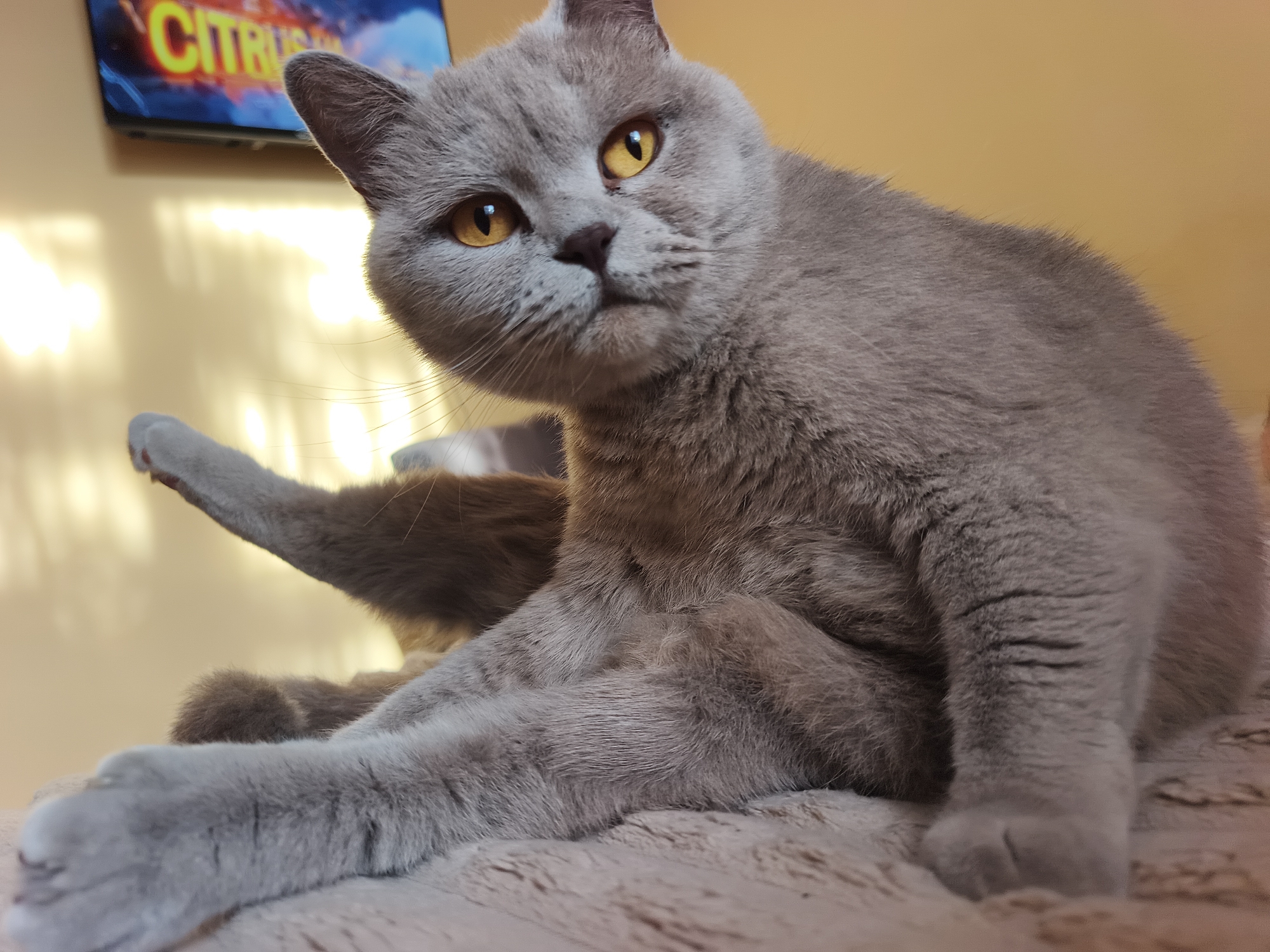 The image depicts an indoor scene in the city of Ternopil, Ukraine. The primary subject is a medium-sized cat, appearing to be a British Shorthair breed, with dense, short-pile, light grey or lilac-colored fur. The cat possesses large, prominent amber-yellow eyes with visible pupils, a dark grey or brown nose, and short, light-colored whiskers.
The cat is positioned centrally, seated on a plush, textured surface of a light brown or beige hue, which could be a blanket or a specialized cat bed. Its front paws are extended forward and resting on this surface. One of its hind legs is raised high and extended backward, partially obscured by the cat's body, suggesting an action such as grooming or stretching. The cat's head is tilted slightly to its left, and its gaze is directed straight forward, directly engaging the camera or viewer.
In the upper left background, a portion of a television screen is visible. The screen displays bright yellow-orange text, with the word "CITRUS" clearly legible against a contrasting blue and dark background. The wall behind the cat is a solid, pale yellow or beige color, exhibiting distinct reflections or patterns of light, possibly from an unseen window or artificial light source. No people are visible in the frame.