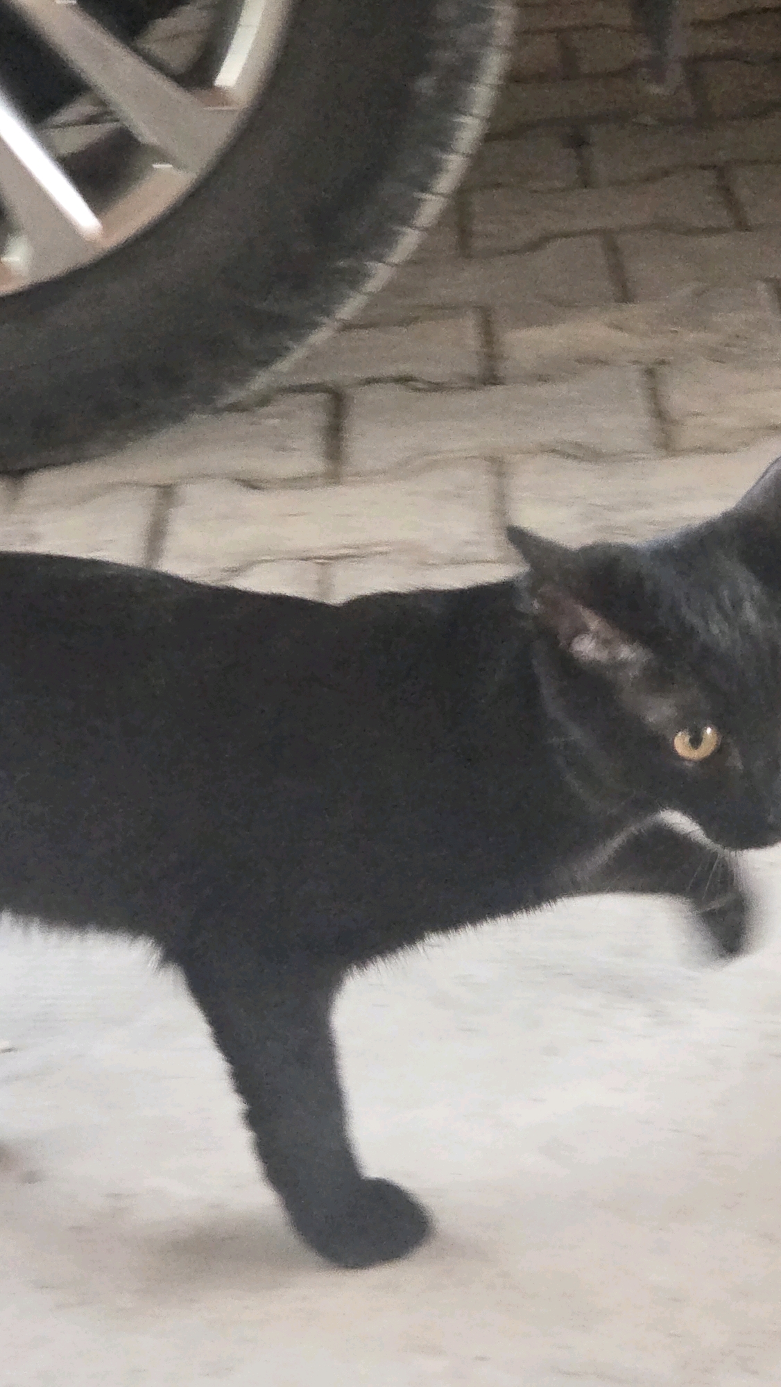 A black cat with yellow eyes walks across a light-colored concrete surface. Behind the cat, a section of a tire and rim is visible, partially obscuring a brick-patterned wall. The scene appears to be outdoors, possibly in an urban setting.