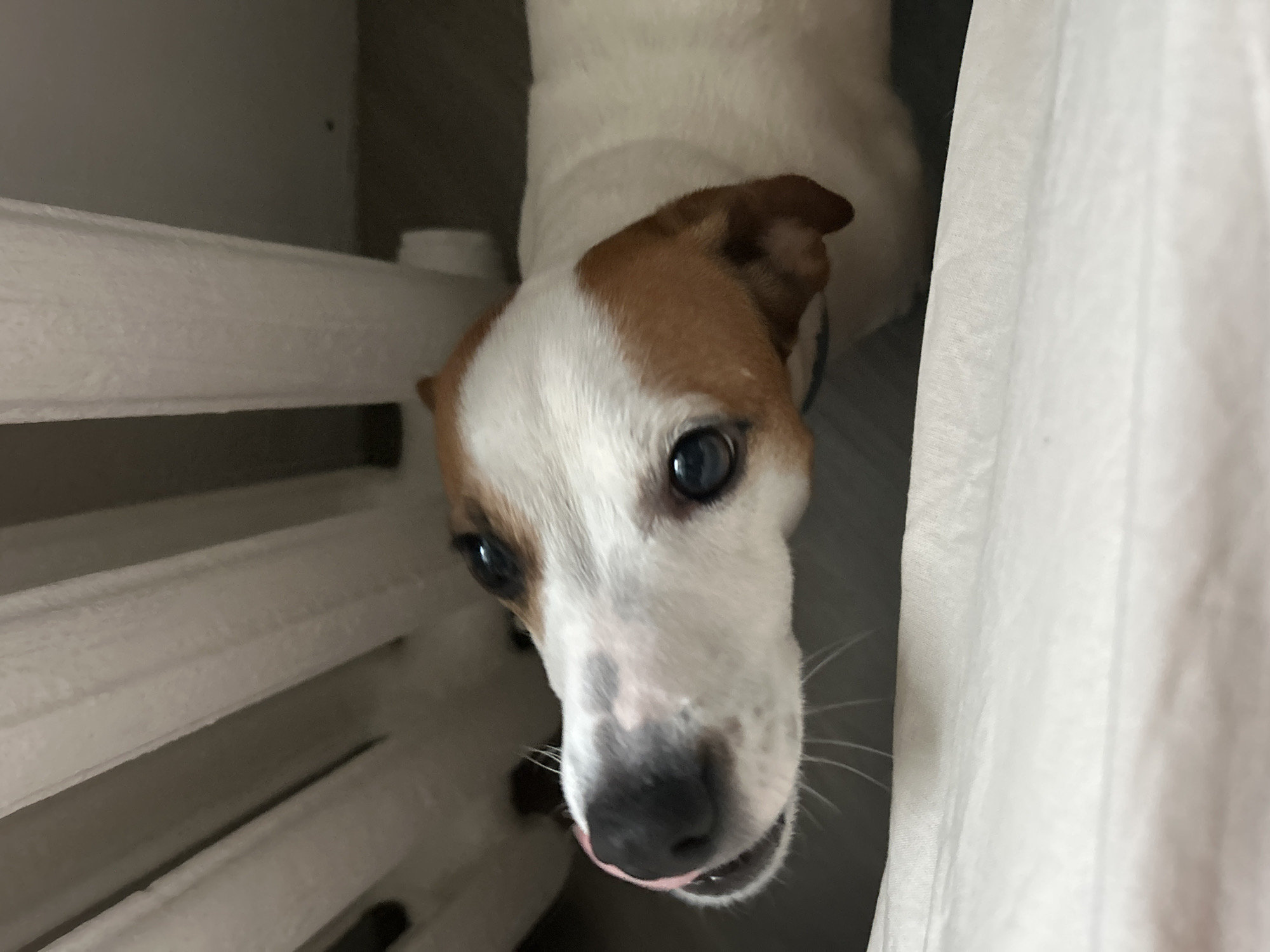 A charming, high-angle close-up shot features a dog, likely a Jack Russell Terrier, peering directly at the camera. The dog has striking white fur with prominent brown patches, particularly on its head, ears, and around one eye. Its dark, expressive eyes gaze intently upwards, conveying a sense of curiosity and alertness. A small pink tongue peeks out from its black nose, adding to its endearing appearance.
The dog is positioned behind white vertical slats, which could be part of a pet gate, a crib, or a decorative fence within an indoor setting. To the right, a soft, white, vertically oriented fabric, resembling a curtain or drapery, frames a portion of the scene. The background behind the dog and the slats is dark and indistinct, suggesting a shadowed interior. The lighting is relatively dim, emphasizing the dog's bright fur and features. The dog's head is slightly tilted, and its expression is engaging, as if it's seeking interaction or observing something with keen interest. No text is visible. The image depicts a domestic scene in Chaikovsky, Russia.