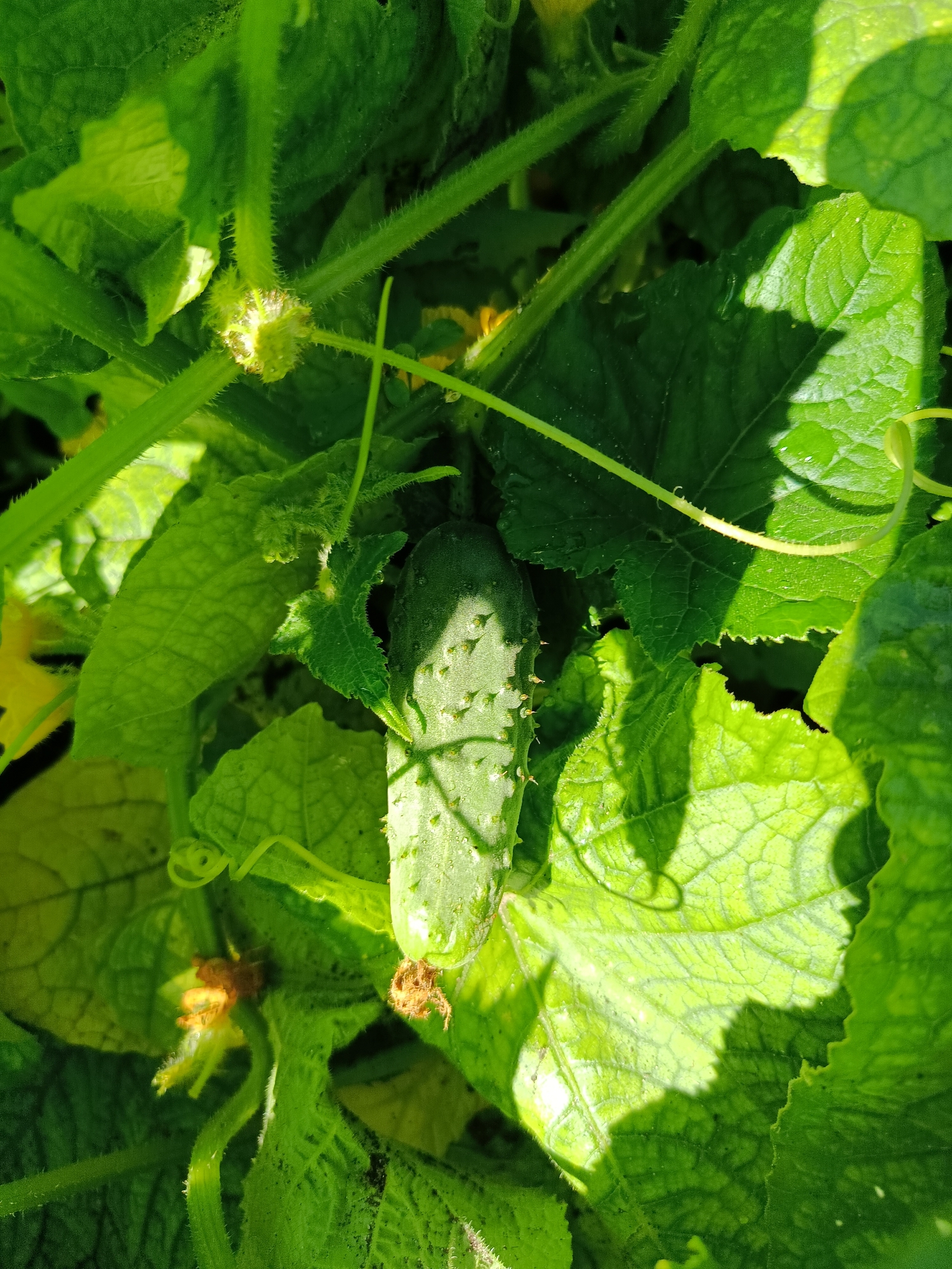 The image shows a close-up of a young cucumber plant with a small cucumber developing. The cucumber is green, elongated, and covered in small bumps or prickles. It is surrounded by vibrant green leaves and tendrils of the plant. Yellow flower remnants are also visible. The lighting suggests it is daytime, with shadows cast by the leaves. The scene appears to be in a garden setting. This photograph was taken in the city of Vereya, Russia.
