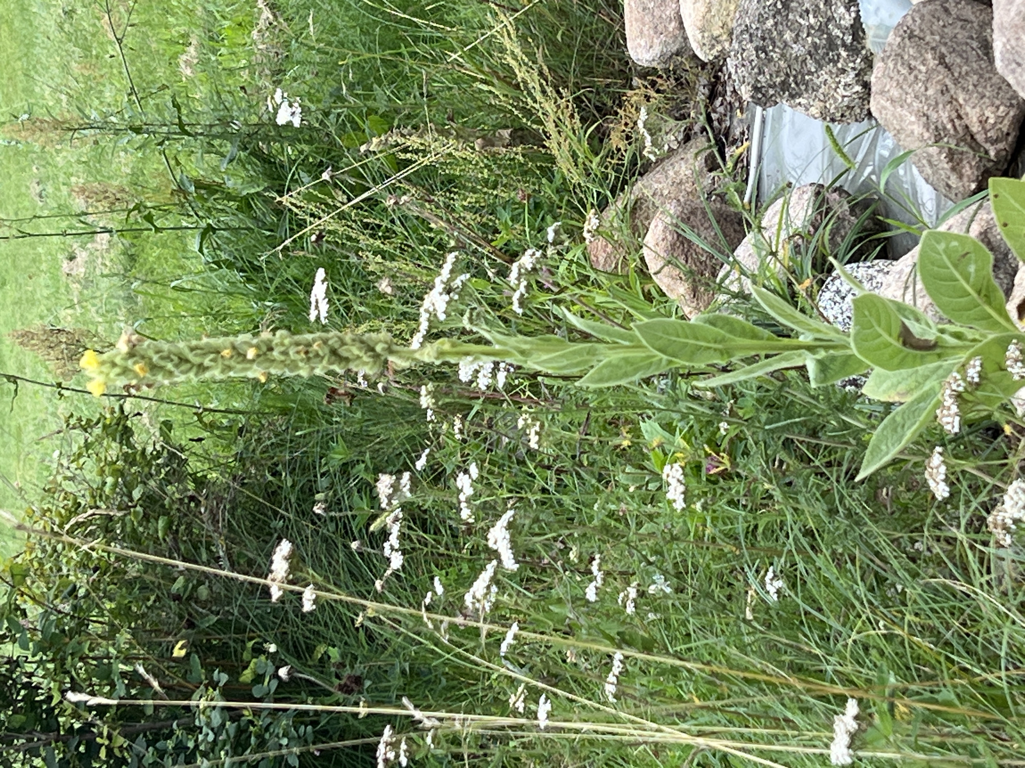 The image depicts a close-up view of a tall, fuzzy green plant with a stalk of yellow flowers at its top, positioned in the foreground. This plant is surrounded by various other green grasses and plants, some with small white flowers. In the background, a dense green bush is visible, and beyond that, a grassy area. Several large, rounded stones are arranged in the lower right portion of the image, some of which are partially submerged in a light-colored, reflective surface that could be water or a pond liner. The scene appears to be an outdoor garden setting. The location is identified as Norviliškės, Lithuania, though this information is external to the visual content of the image itself. There are no people or animals visible in the frame.