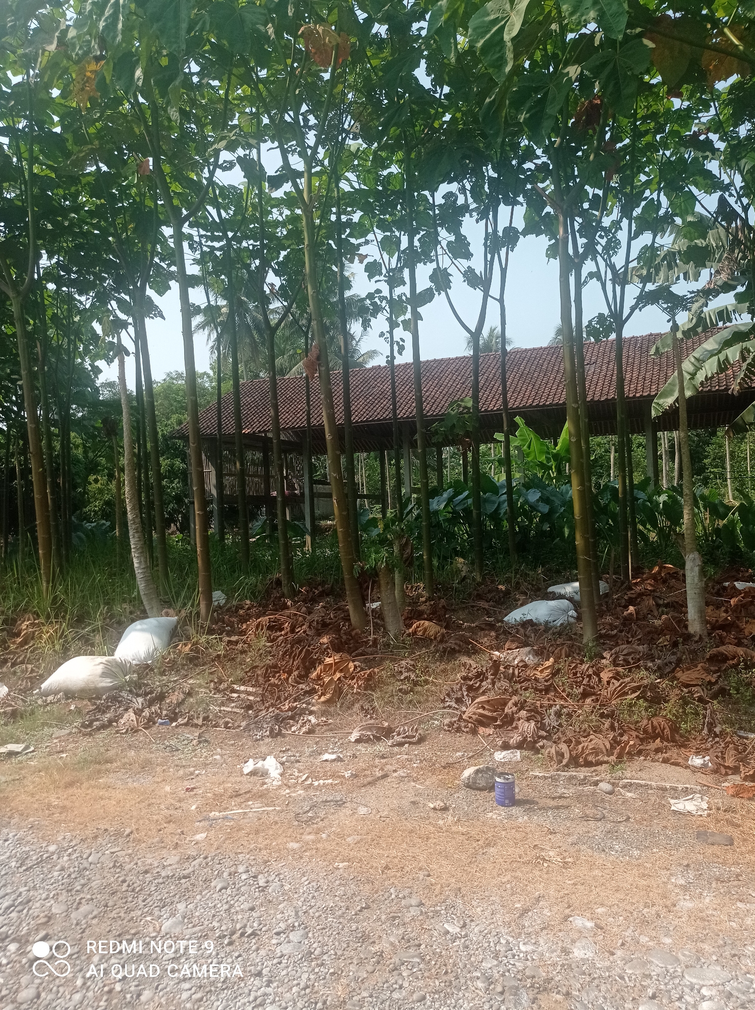 The image depicts an outdoor scene in Penaruban, Indonesia, characterized by a densely planted area of tall, slender trees with large leaves. The trees create a somewhat obstructed view of a structure in the background, which appears to be a building with a tiled, reddish-brown roof and bamboo-like walls. Scattered on the ground in the foreground are piles of dried brown leaves and several white sacks, possibly filled with material. A small, blue cylindrical object, resembling a can, is visible on the ground among the debris. The ground itself is a mix of gravel and dirt. The overall impression is one of a semi-rural or agricultural setting.