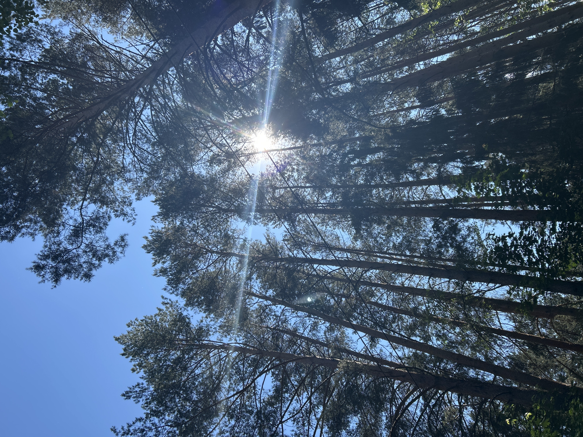 The image depicts a low-angle view looking up through tall evergreen trees, likely pine, towards a clear blue sky. Sunlight streams through the canopy, creating lens flares and highlighting the textures of the needles and branches. The trees are dense and form a natural corridor, suggesting a forest or park setting. The scene is devoid of human presence or activity. Given the specific location requested, this scene could be found in a forested area within or on the outskirts of Chaikovsky, Russia, a city known for its natural surroundings and recreational spaces like parks and forests.