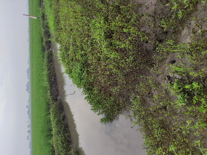 This image captures a rural landscape, likely a rice paddy field in Wonoayu, Indonesia. The foreground, positioned on the right side of the frame, consists of dark, wet mud sparsely covered with small green weeds and various low-lying plants. Several small, dark holes, possibly burrows, are visible in the muddy ground. A narrow, murky water channel or irrigation ditch runs diagonally from the bottom center towards the upper left, separating the muddy bank from a large expanse of vibrant green crops on the left side of the image. This extensive field, consistent with a rice paddy, stretches towards a hazy horizon. A thin, upright wooden stake is visible in the distance within the green field. The sky above is overcast and hazy, creating soft, diffused lighting with no distinct shadows, suggesting a cloudy day. No people or specific activities are visible, and there is no discernible text in the frame. The overall scene conveys a serene agricultural environment under a muted sky.
