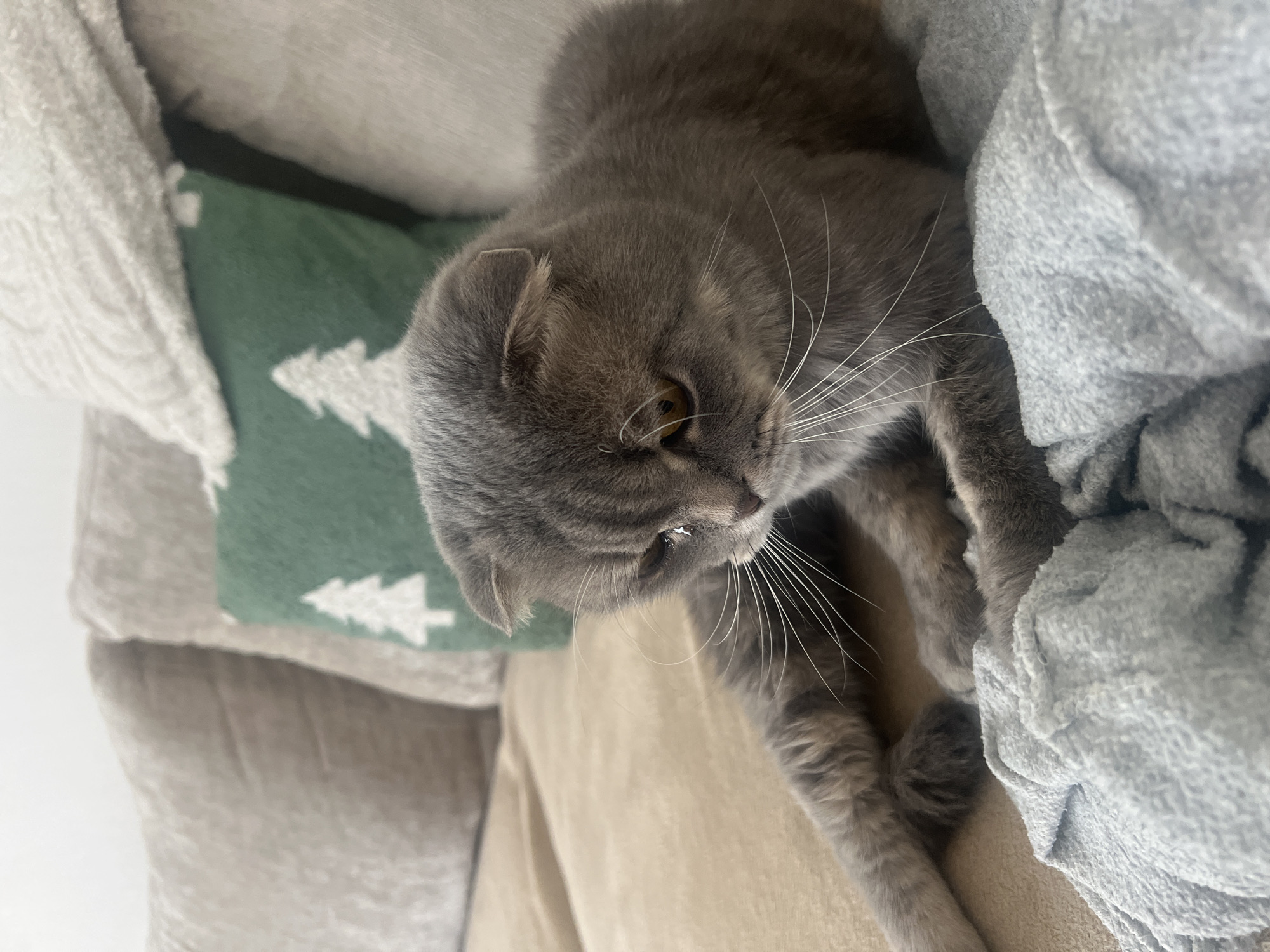 A gray Scottish Fold cat with amber eyes lies on a beige sofa. A green cushion with a white pine tree pattern rests behind the cat. A gray blanket is draped nearby. The location is not discernible from the image and cannot be attributed to Votkinsk, Russia.