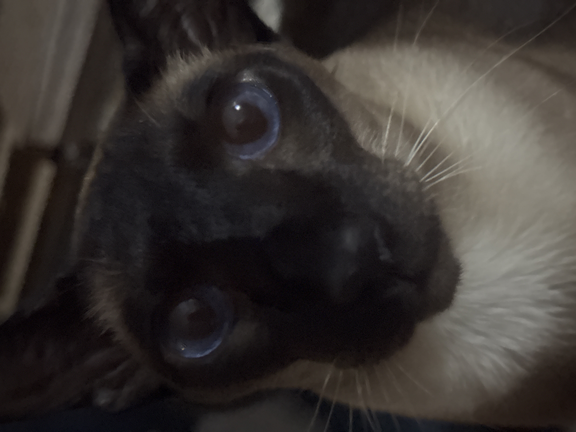 Close-up of a Siamese cat with blue eyes and dark brown facial markings, looking directly at the camera. The cat's face fills most of the frame. The background is dark and indistinct. There is no indication of the location being Ramat Gan, Israel.