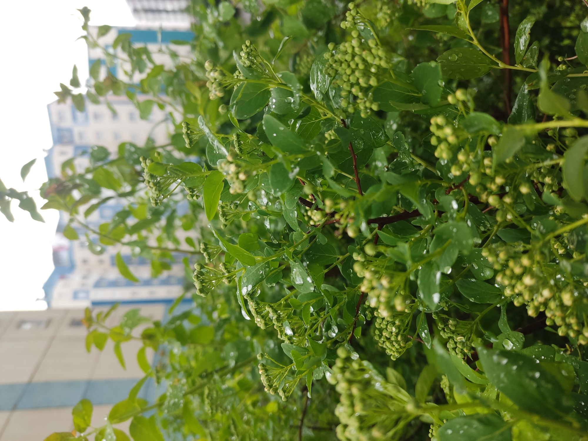 A close-up shot shows a vibrant bush or shrub, its green leaves and clusters of buds glistening with raindrops. The backdrop features an out-of-focus building, partially visible behind the foliage. The building's architecture includes white walls with blue accents. This scene appears to be located in a urban environment, possibly within the city of Koltushi, Russia, considering the prompt's context.