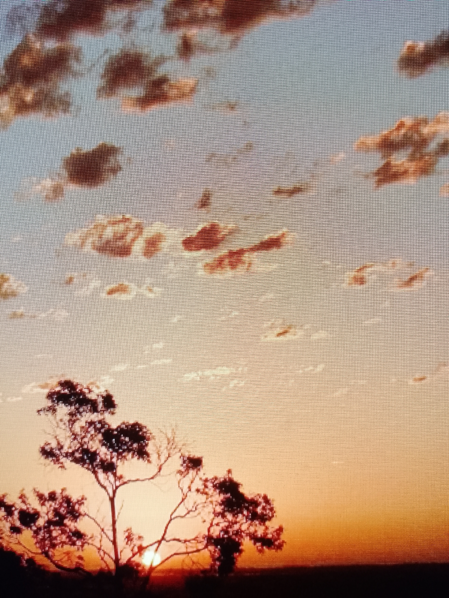 The image shows a sunset sky with clouds. In the lower portion of the image, a silhouetted tree is present, and the sun is visible through its branches. The sky transitions from orange near the horizon to lighter shades of blue higher up, suggesting the fading light of the evening. The location is in the city of Unknown, Unknown.