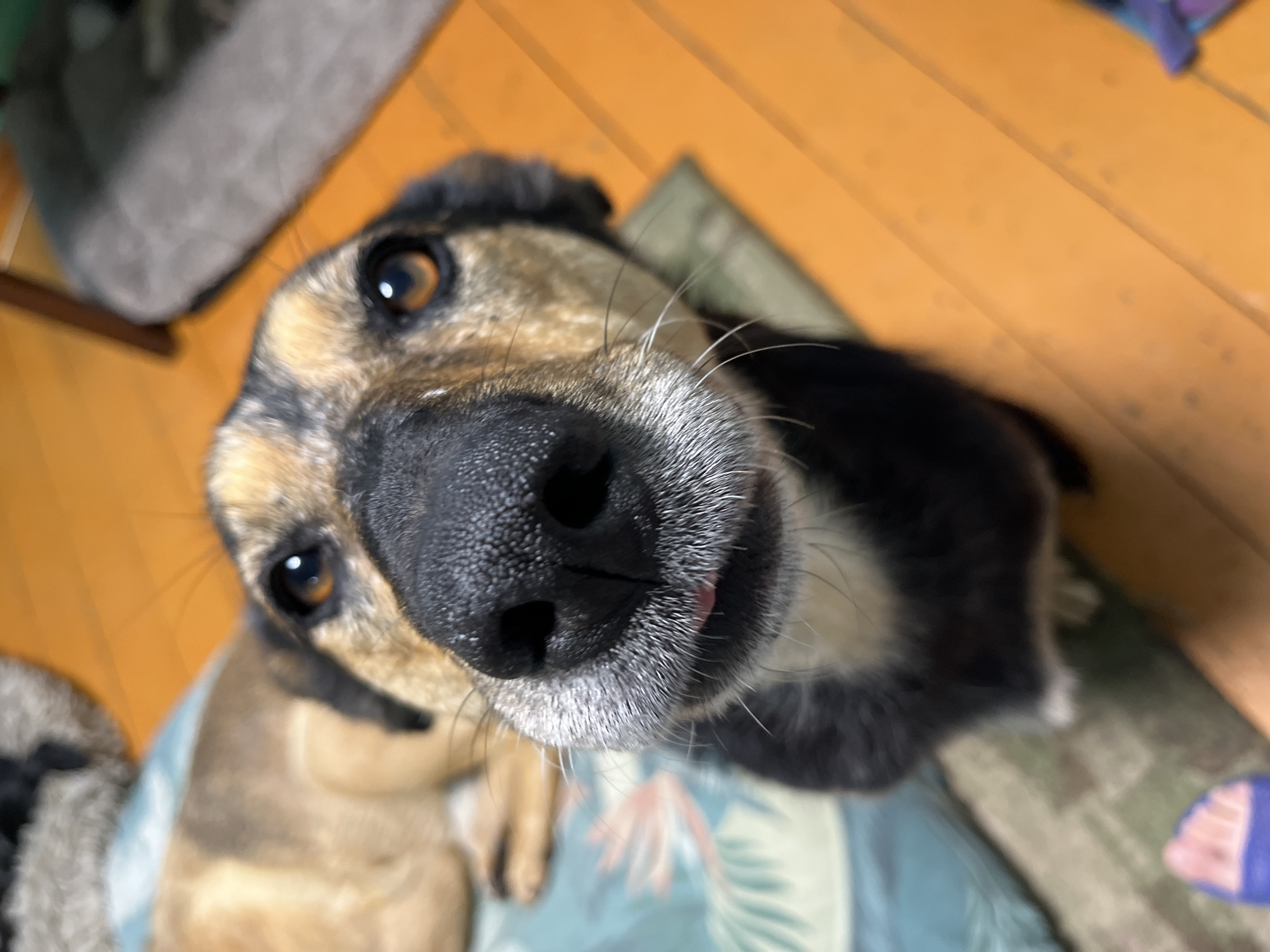 This is a close-up, high-angle shot of a dog's face, filling most of the frame. The dog appears to be a mixed breed with brown and black fur. Its snout is prominent, with a black nose and white whiskers. One eye, brown with a bright reflection, is clearly visible. A small pink tongue peeks out from under its nose. The dog is looking directly at the camera, its expression curious or expectant.
The background is softly blurred, indicating a shallow depth of field. To the left, a blurry, light-colored object, possibly a cushion or bed, is visible. The floor is made of wooden planks, colored a warm orange-brown, suggesting an indoor setting. A greenish rug or mat is under the dog's head and extends towards the right of the frame. In the upper right corner, a glimpse of a blue and purple object, possibly clothing or a blanket, can be seen.
The lighting appears to be indoor ambient light, with no strong shadows. The overall impression is intimate and personal, capturing a moment of interaction with the dog. There is no visible text in the image. The setting is likely a home. The time of day and weather are not discernible.