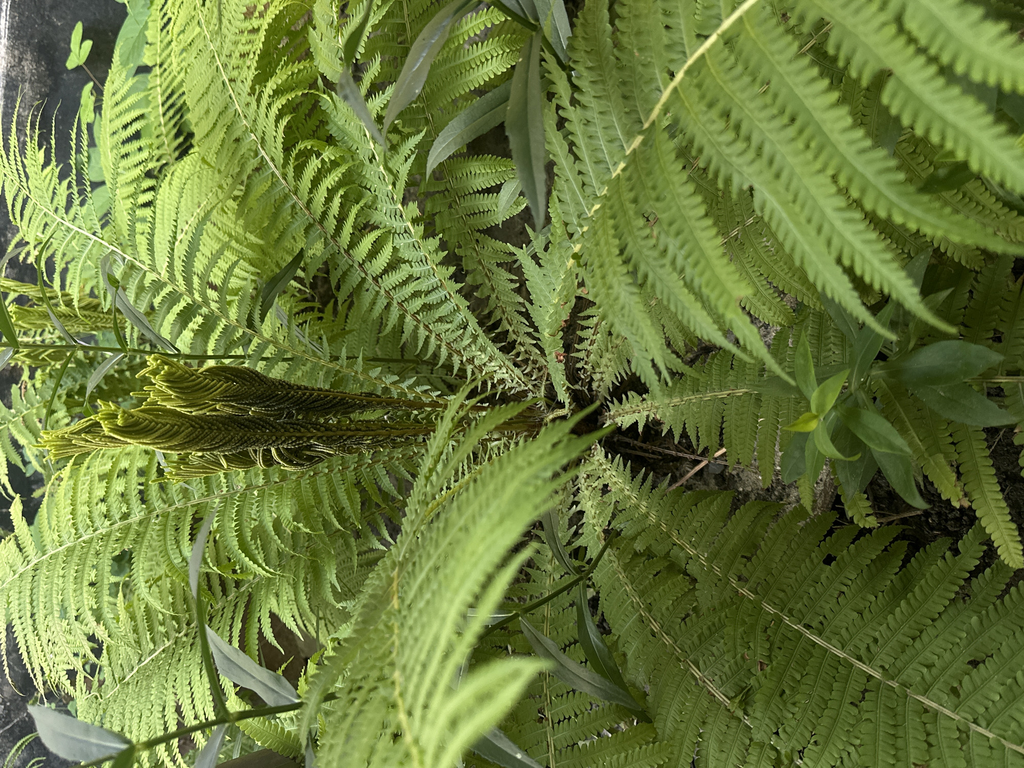 This is a close-up, eye-level shot of lush green ferns in Lobacheve, Ukraine. The ferns are the primary subject, with their fronds unfurling and creating a dense canopy. In the center of the image, a new fern frond is emerging, tightly coiled and pointing upwards, showing a vibrant green color. The texture of the fern leaves is detailed, with serrated edges visible on many of the fronds. The background consists of dark soil and a muted, greyish wall, suggesting an outdoor setting, possibly a garden or a naturalized area within the city. There are no people or animals visible in the image, and no discernable actions or interactions are taking place. The overall impression is one of natural growth and verdant foliage.