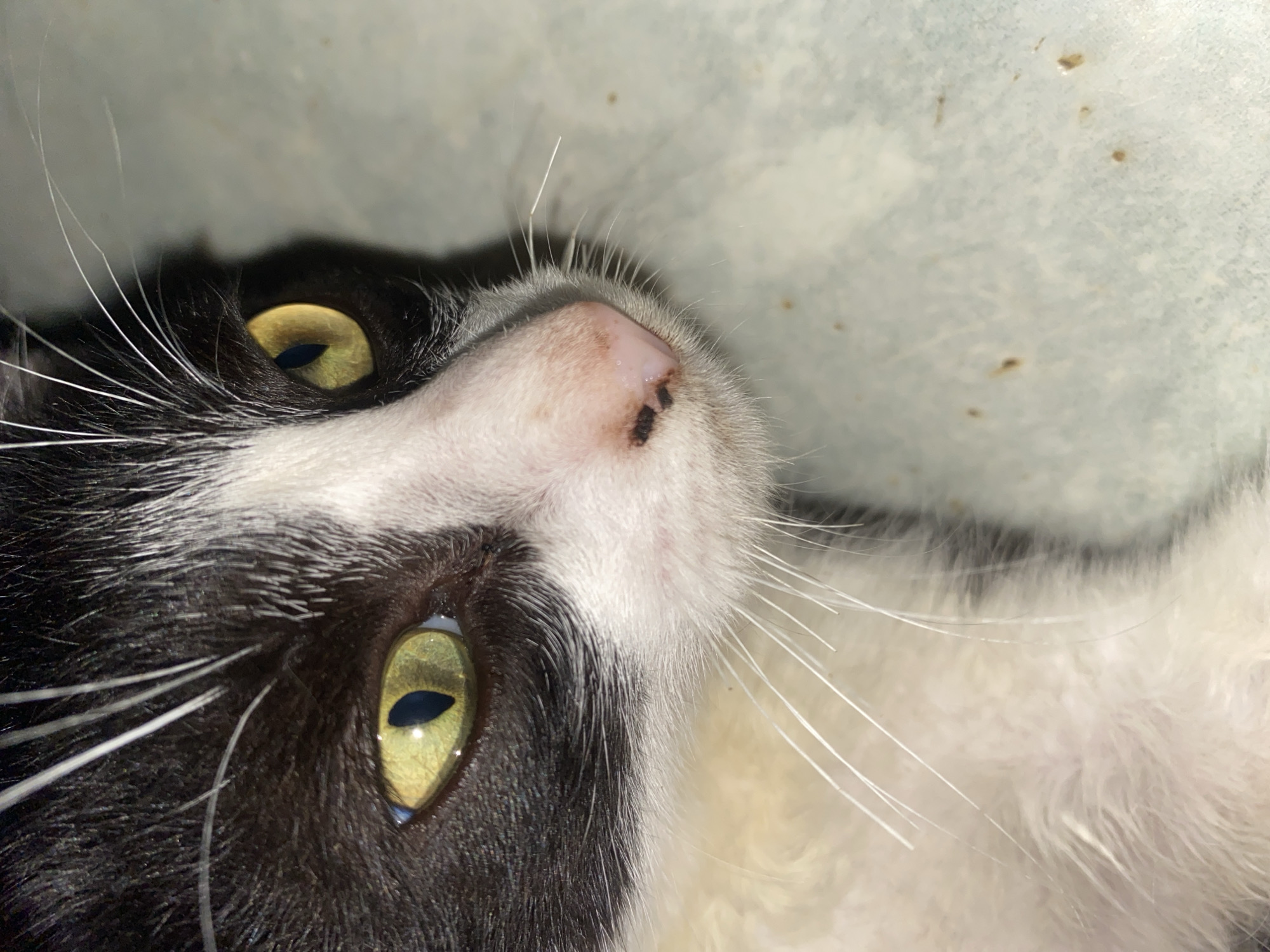 A close-up, eye-level, head-and-shoulders shot shows a black and white cat lying down on a light blue, speckled surface. The cat's head is turned to the right, and its bright yellow eyes, with vertical pupils, are looking forward. Its black fur is contrasted by white markings on its nose and chest, and long white whiskers extend from its muzzle. The cat's nose is a light pink color with a few small black spots. The background is out of focus, showing the continuation of the speckled blue surface. The scene is consistent with an indoor setting in Tinaquillo, Venezuela.