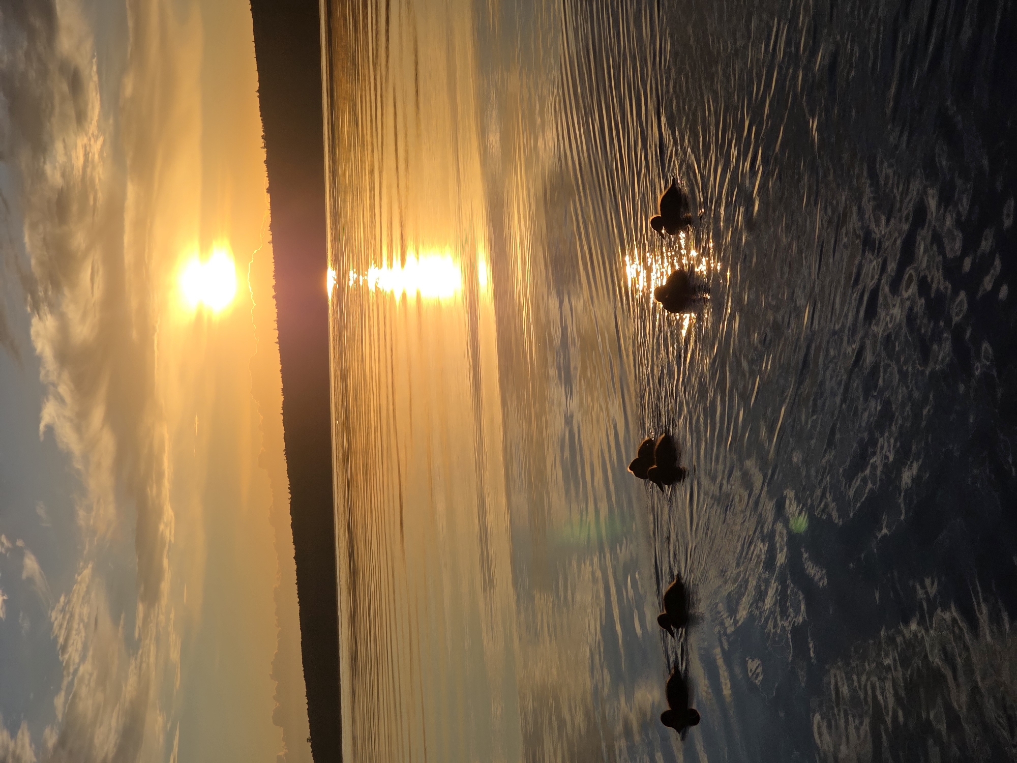 A serene sunset over the Kama River in Chaikovsky, Russia, bathes the scene in warm, golden light. A silhouette of a tree-lined shore stretches across the horizon. In the foreground, a group of five ducklings navigates the gently rippling water, their dark forms contrasting with the sun's brilliant reflection. The sky is a canvas of soft clouds, painted with hues of orange, yellow, and blue. The water's surface mirrors the sky, creating a tranquil and picturesque landscape.
