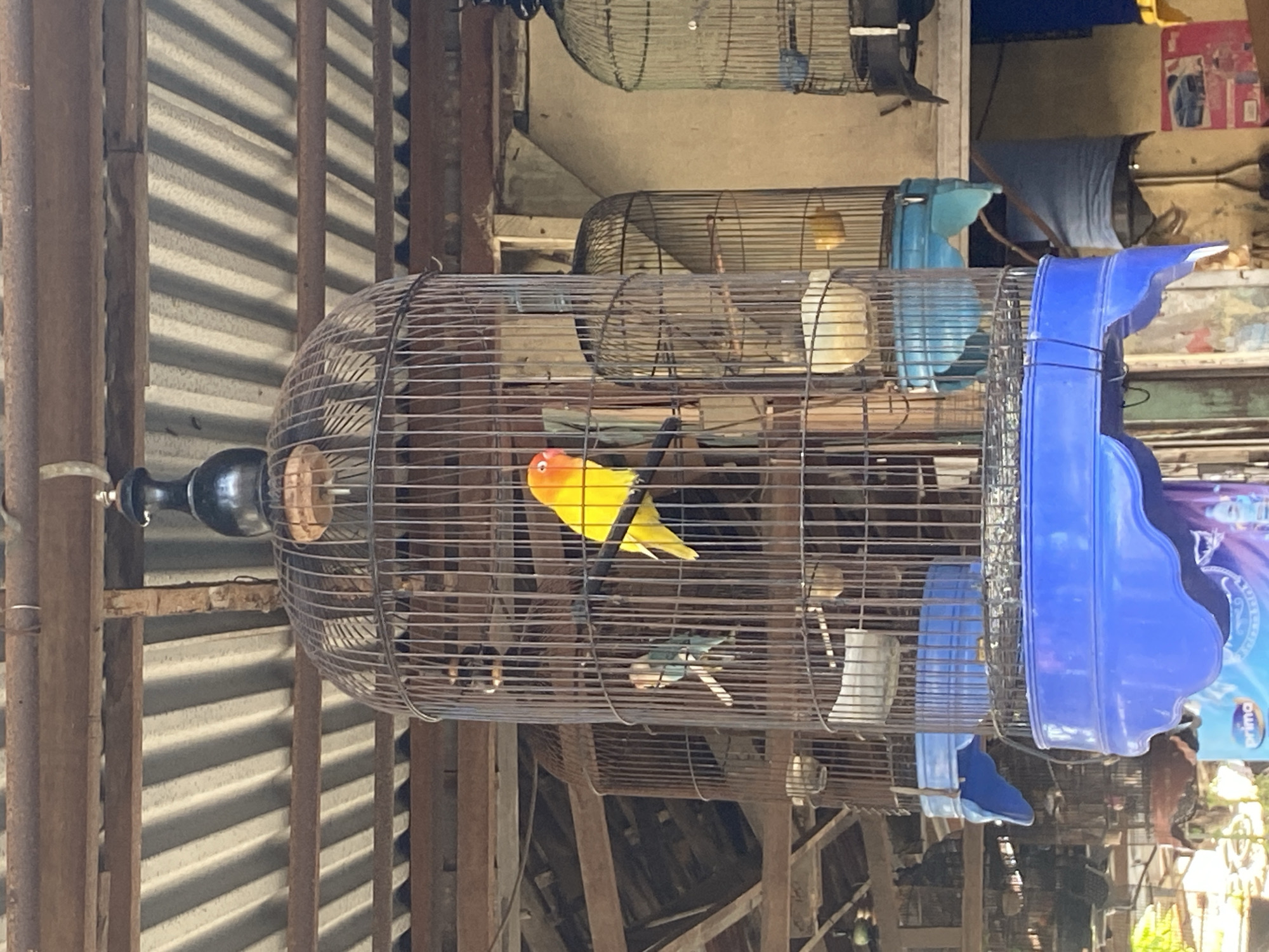 An outdoor market scene in Kediri City, Indonesia, features multiple birdcages hung from a corrugated metal roof supported by wooden beams. The foreground is dominated by a large, ornate birdcage housing a bright yellow lovebird with an orange head, perched on a branch. To the left, a smaller, light blue bird is visible in another cage. Other birdcages, some empty and some with birds or food bowls, are arranged behind the main cage, extending into the background. The market appears to be a vendor stall, with hints of other goods and structures visible in the periphery. The lighting suggests it is daytime.