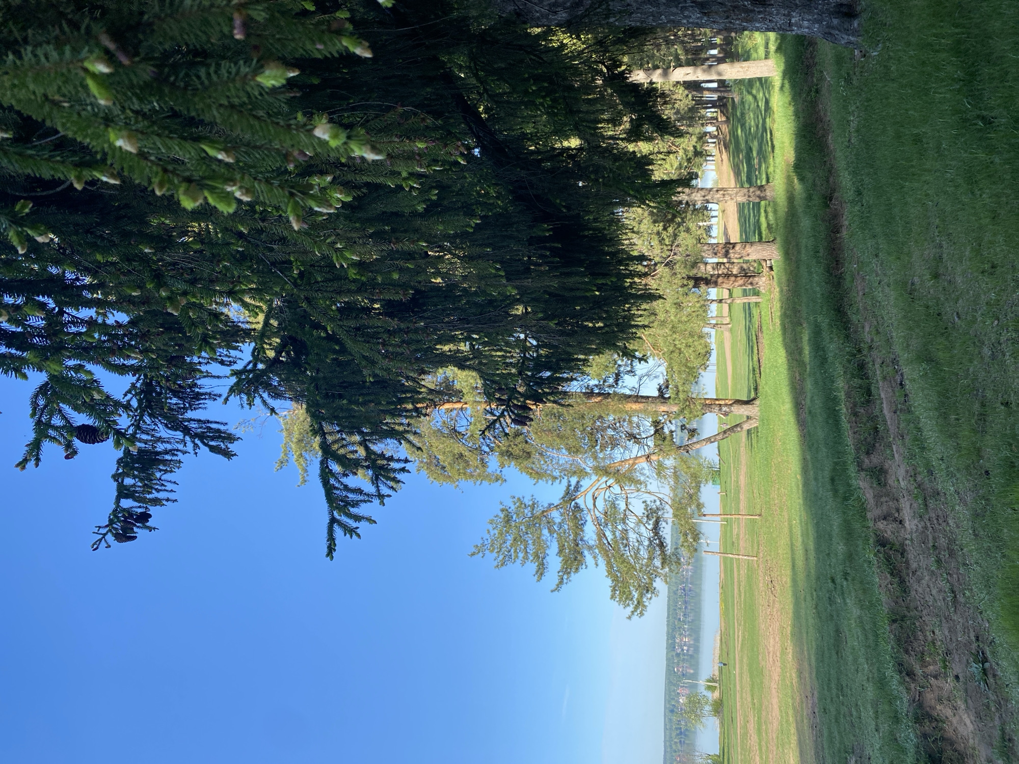 The image shows a view along a green grassy area bordering a body of water. In the distance, buildings of a town are visible along the shoreline. Trees line the grassy area, and the branches of a coniferous tree with cones extend into the upper left corner of the frame. The sky is clear and blue. This is likely a park or recreational area in Votkinsk, Russia, as indicated in the instructions.