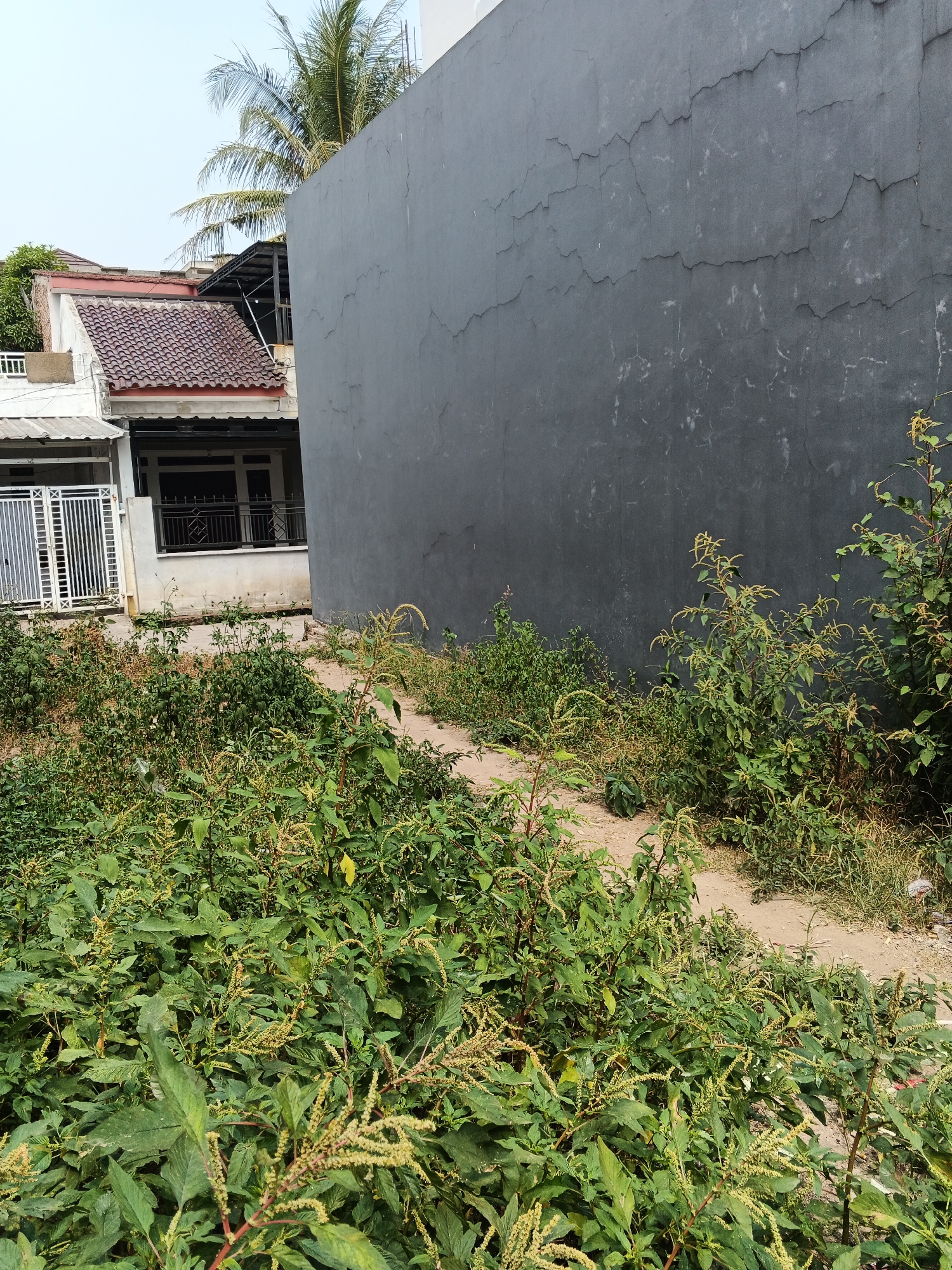 A slightly angled, outdoor medium shot shows a dirt path winding through an overgrown area of green plants with yellowing seed heads, leading towards a partially visible building with a dark gray, textured wall on the right. The building wall exhibits numerous fine, irregular cracks. To the left of the gray wall and path, a portion of a house with a red tiled roof and white siding is visible, featuring a white metal gate and a dark metal railing on a porch. A palm tree is situated behind and above the house. The scene is set during daylight, with a clear, pale blue sky overhead. The image appears to be taken in Gandasari, Indonesia, based on its tropical vegetation and architectural style. No people or animals are present in the frame.