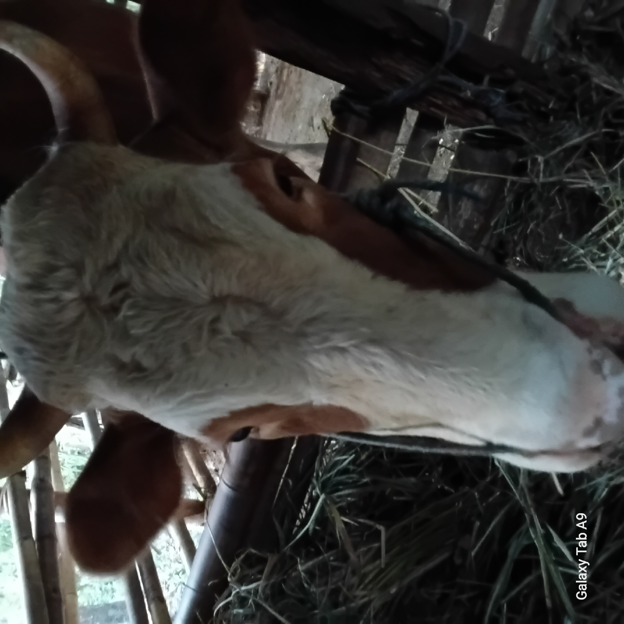 A close-up, eye-level, medium shot captures the head of a cow in what appears to be a pen or stall. The cow's face is dominant in the frame, with its white and brown markings clearly visible. The cow has prominent ears and horns, and its eyes are visible. There is hay or straw around the cow, indicating it is likely feeding or resting. The background consists of wooden structures, possibly part of the enclosure, and some greenery suggestive of an outdoor or semi-outdoor environment. A portion of a darker, possibly metal, pole is visible in front of the cow, with a rope tied around it. The lower-left corner of the image shows the text "Galaxy Tab A9". The lighting appears to be natural and somewhat dim, possibly indicating early morning or late afternoon.