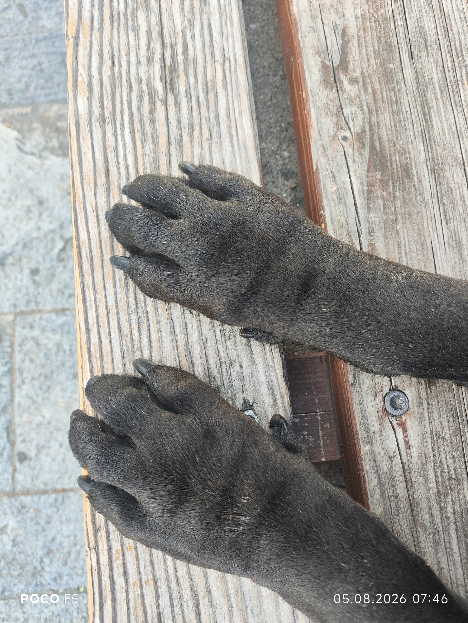 The image displays two dog paws resting on a wooden surface. The paws are dark in color with visible nails. The wooden surface appears to be part of a bench or table, with visible grain and texture. The background shows a blurred, greyish surface, possibly a paved area. The date and time "05.08.2026 07:46" and the text "POCO F5" are visible in the bottom corners of the image, indicating the time and device used for capture. This scene is likely captured in an outdoor urban environment, such as a park or public space in Collecchio, Italy.