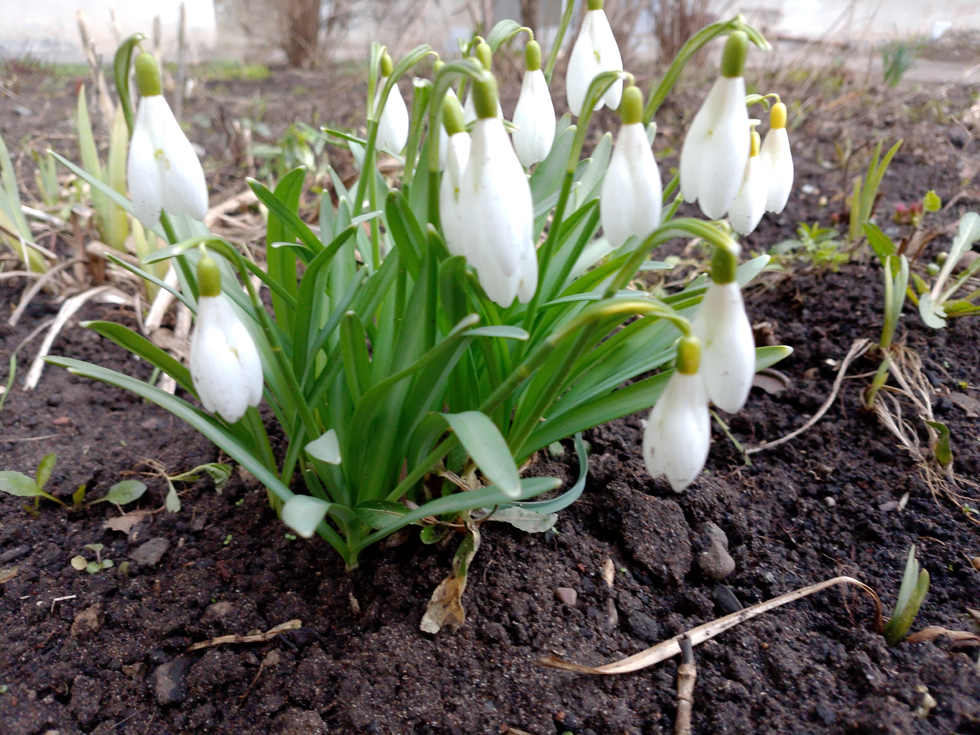 The image depicts a close-up view of a cluster of snowdrop flowers (Galanthus nivalis) growing in dark, moist soil. The flowers are predominantly white, bell-shaped, and hang downwards from slender, curved green stems. Bright green, linear leaves surround the flowers. The background shows blurred details of other plants and possibly a building, suggesting an outdoor setting. The soil appears to be rich and organic, interspersed with small stones and decaying plant matter. The general appearance suggests a garden or natural area in early spring. The location, Izhevsk, Russia, is not explicitly evident within the image, but the presence of snowdrops is consistent with the climate of that region. There are no people visible in the image.
