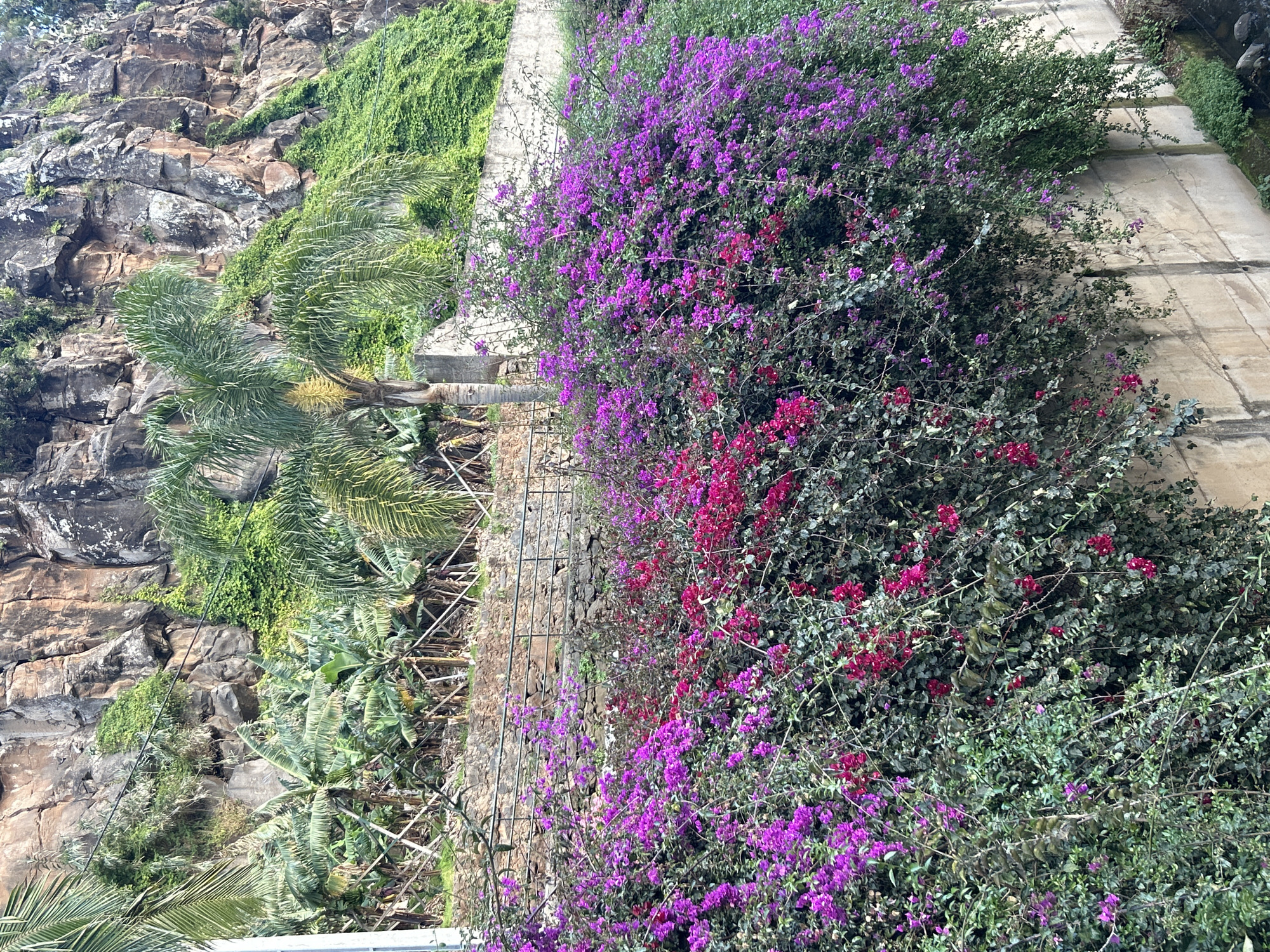 The image shows a view in Câmara de Lobos, Portugal. A rocky cliff face covered with green vegetation is on the left. To the right of the cliff face is a palm tree and other greenery, separated by a fence. On the right side of the image is a vibrant bush with purple and red flowers, positioned alongside a concrete walkway.