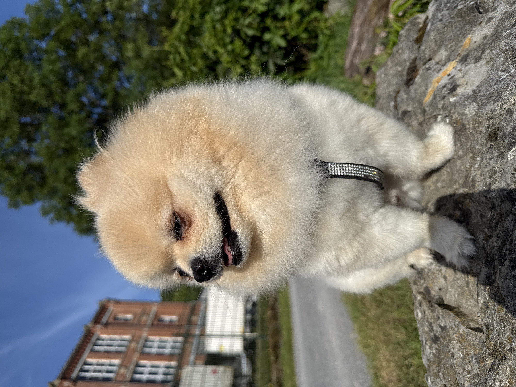 A cream-colored Pomeranian dog, exhibiting light brown to white fur, sits on a large, rough gray rock. The dog is positioned facing left, with its mouth slightly open, revealing a pink tongue tip and dark black lips and nose. It wears a black harness embellished with two parallel rows of small, square, reflective silver studs across its chest.
In the background to the left, a paved surface runs alongside a strip of green grass. Beyond the grass, a metal fence borders an area containing multiple large, white, rectangular structures, resembling industrial trailers or containers. Further left and behind these structures, a prominent multi-story building constructed of red brick stands under a clear blue sky. This building features numerous large, vertically rectangular windows with arched tops, each divided into multiple panes, indicative of early 20th-century industrial architecture common to historical factory complexes within Bietigheim-Bissingen, Germany, such as those near the former Dürr & Ketterer area or Lokschuppen.
To the right of the dog, the background consists of dense green foliage from trees and bushes. A segment of a brown log or branch is partially visible on the ground to the right of the rock. The scene is illuminated by strong, direct sunlight, evidenced by distinct shadows cast by the dog and elements on the rock and surrounding ground.