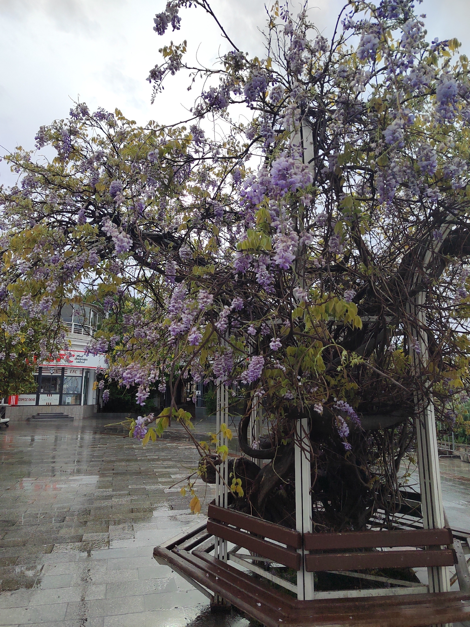 A medium shot depicts a flowering tree with purple blossoms, encased in a white rectangular metal structure, situated on a wet stone-paved plaza. A park bench with a wooden seat and metal frame is positioned partially around the tree's enclosure. The plaza's surface is reflective due to the rain, showing the sky and surrounding buildings. A building with a storefront that includes "EFC" lettering is visible in the background. The sky is overcast, contributing to the overall gray and damp atmosphere.