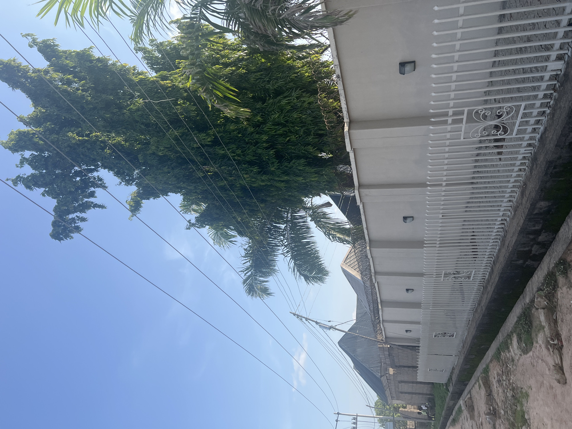The image, taken in Jalingo, Nigeria, shows an outdoor scene under a clear blue sky, suggesting a sunny day. The perspective is from below, looking upwards towards lush green trees and a white building with a decorative metal fence. Several power lines crisscross the frame, some partially obscured by the foliage.
The main subjects are the dense, leafy trees, their branches reaching towards the sky. Among them, palm fronds are visible at the top of the image. A white building occupies the right side of the frame, featuring a long white metal fence with intricate scrollwork designs. Two square wall lights are mounted on the building's exterior. Below the fence, a rough, uneven ground with some sparse vegetation is visible.
In the lower portion of the image, a portion of a roof with a patterned surface is seen, and further down, more power lines and what appears to be a utility pole are present, indicating an urban or semi-urban environment. A hint of activity can be seen in the far distance, with a few small figures that might be people near the bottom edge of the frame, but they are too indistinct to identify clearly.
The overall impression is one of a bright, everyday scene in a tropical or sub-tropical location, with the natural elements of trees and sky juxtaposed with man-made structures and infrastructure. There is no visible text in the image.