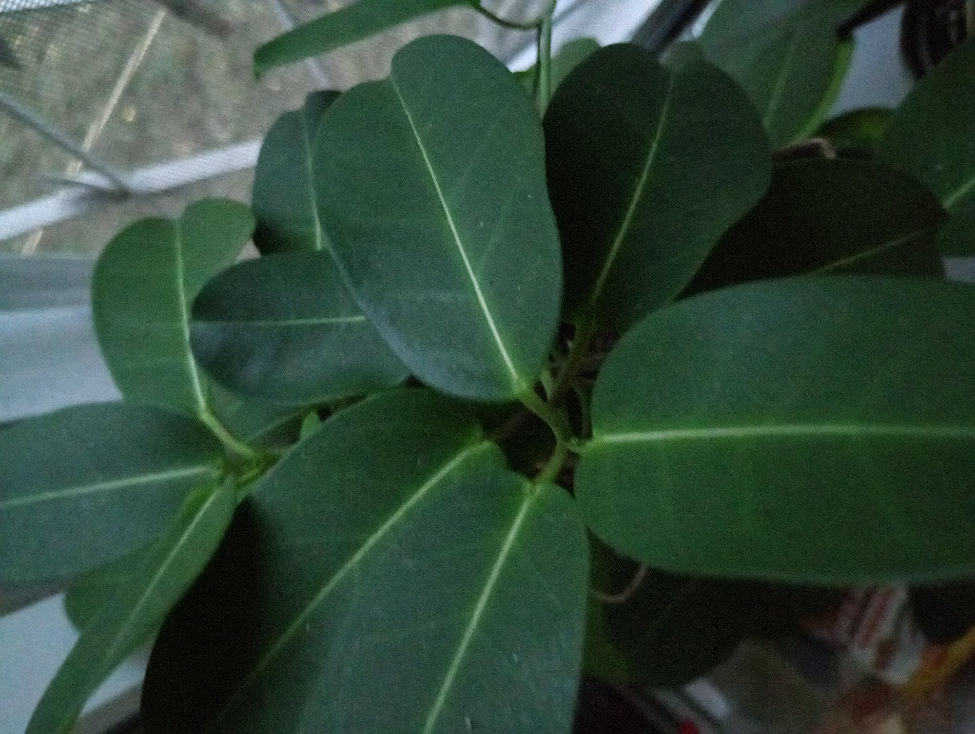 The image shows a close-up view of the leaves of a plant, likely an indoor houseplant, with distinct light green veins running through the dark green leaves. The leaves are broad and ovate with smooth edges. The lighting suggests it is daytime, possibly near a window, as indicated by the blurry background which appears to be a window screen and possibly some outdoor elements beyond. The plant appears healthy and well-maintained. There is no visible indication of its specific location within the city of Horishni Plavni, Ukraine, as the image focuses solely on the plant itself and its immediate surroundings, which are not geographically identifiable.