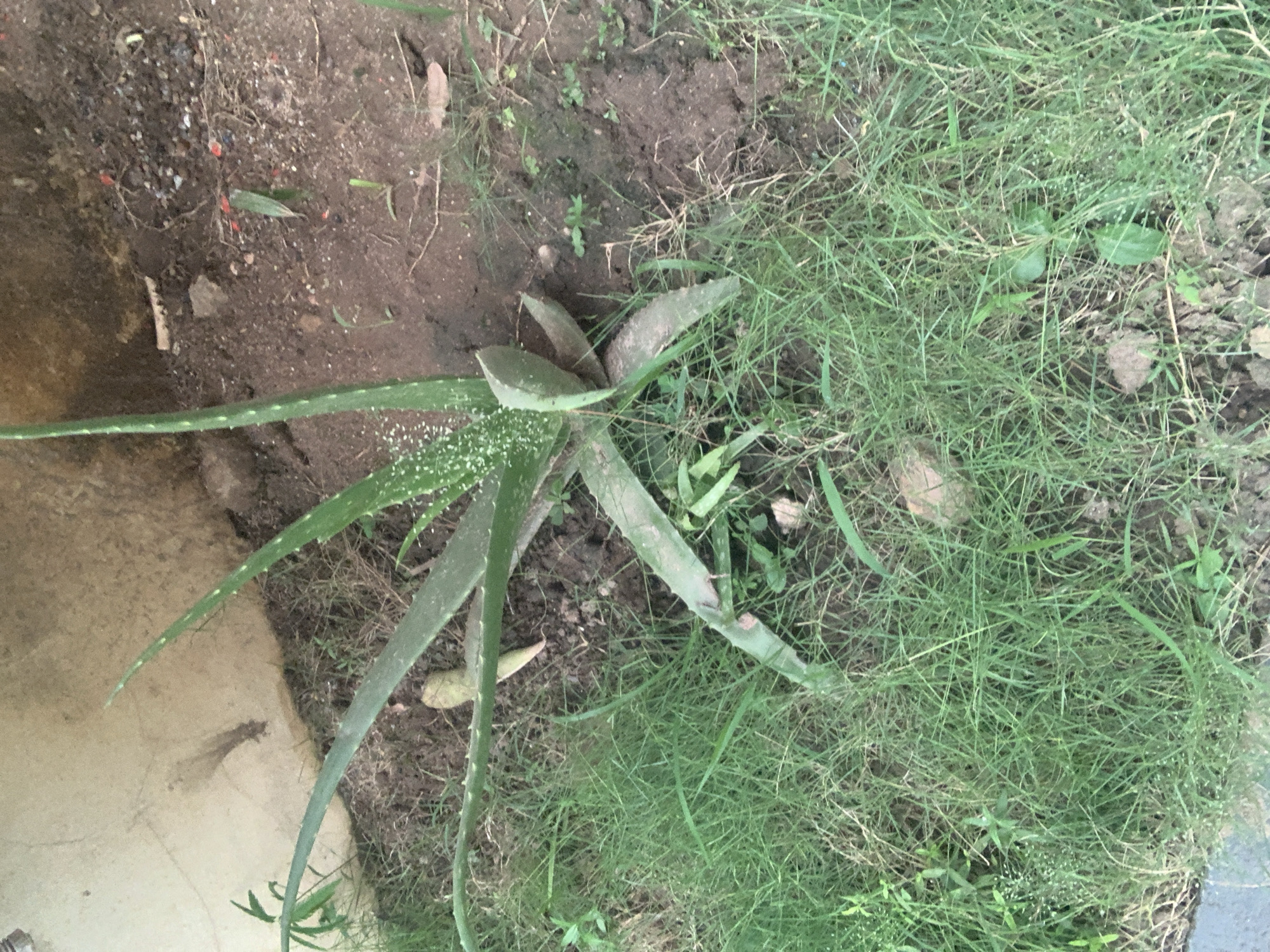 An overhead shot shows an aloe vera plant growing in the soil next to a light-colored concrete wall. The plant has several thick, green leaves that are speckled with white. The surrounding area is covered in dry brown soil and patches of green grass. The scene is outdoors and appears to be in a residential area of Abuja, Nigeria. There are no people or animals visible in the image.