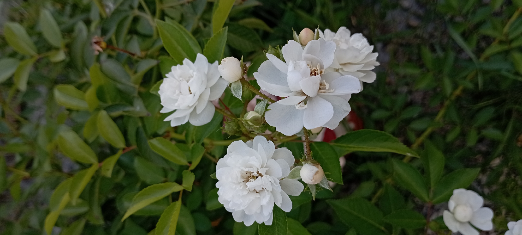 The image displays a close-up view of white roses with green foliage in the background. There are several fully bloomed roses and some rosebuds visible. The roses have delicate white petals and some have visible stamens. The foliage is dense and appears to be a natural garden setting. The lighting suggests it is daytime. No people or man-made structures are visible. The image is taken from a medium angle, focusing on the flowers.