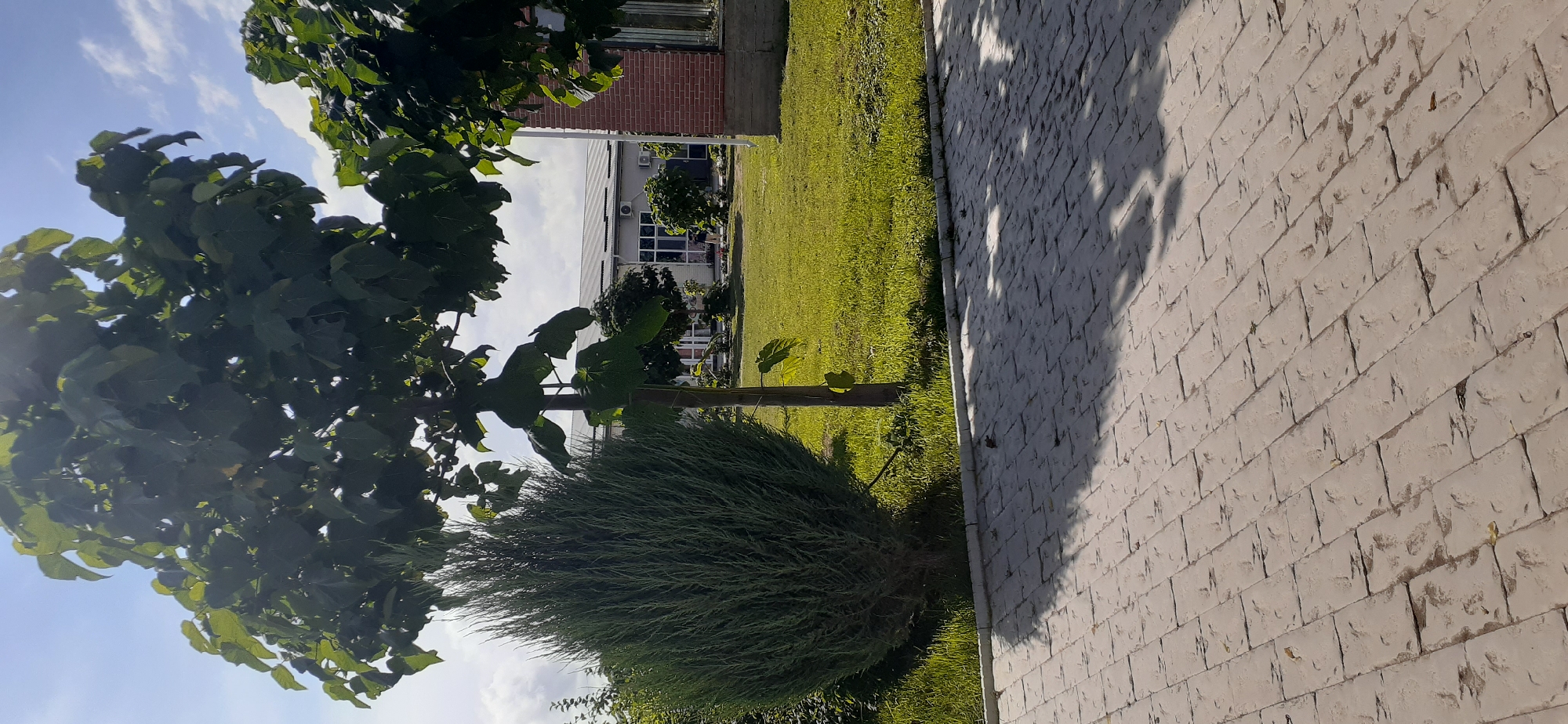 In Choktal, Kyrgyzstan, a sunlit scene unfolds with a paved walkway in the foreground, made of light-colored rectangular bricks laid in a running bond pattern. Shadows from overhead foliage dapple the walkway. To the left, a dense, conical evergreen shrub stands tall. Behind the shrub, a tree with large, heart-shaped leaves reaches towards the sky. A thin wooden stake supports the tree's trunk.
Beyond the greenery, a well-maintained lawn stretches out, dotted with a few smaller trees. In the mid-ground, a modern, single-story building with a light-colored roof and large windows is visible. A section of a red brick building is present on the far right of the image. The sky above is a bright blue, with scattered white clouds.