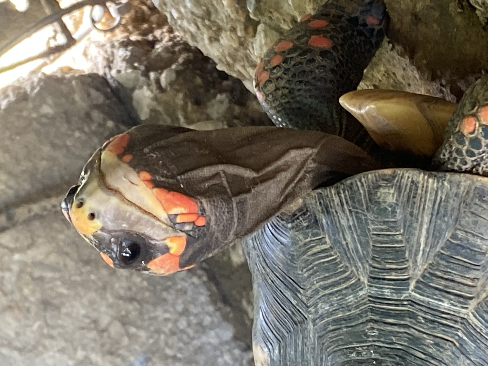 This is a close-up, eye-level, medium shot of a red-footed tortoise. The tortoise is facing left, with its head and neck extended from its dark, scaly shell. The head is black with bright orange markings around the eyes and jawline. The eye is dark and appears to be looking forward. The shell is dark gray with visible striations and some orange spots. The background consists of rocks and textured surfaces, suggesting a natural or terrarium environment. There are no people visible in the image. The lighting appears to be bright and directional, possibly from above, creating highlights on the tortoise's shell and snout. The location in Tinaquillo, Venezuela is not determinable from the image itself.