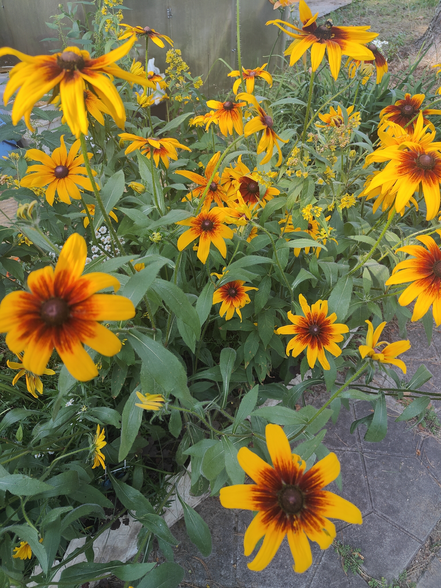 A cluster of Black-eyed Susan flowers with bright yellow petals and dark brown centers are in bloom. The flowers are varied in size and stage of bloom, with some in full flower and others appearing as buds or partially opened. The foliage is green and leafy, with some stems visible. The background shows a weathered wooden fence and a gray paved surface. The scene is likely outdoors in a garden or natural setting. There are no people or animals visible in the image.