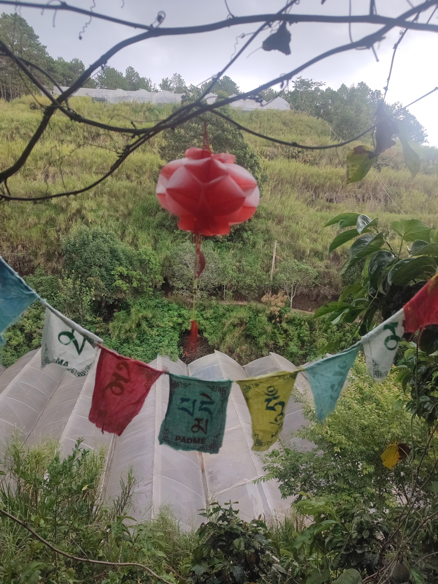 A medium-shot, slightly elevated view of a mountainous scene in what appears to be Cam Ly - Da Lat, Vietnam, featuring a red lantern and a string of Tibetan prayer flags hung between tree branches, framing a hillside with multiple greenhouse structures.
Foreground: A red, rose-shaped lantern hangs centrally. A string of colorful Tibetan prayer flags with script and symbols is strung from left to right, with the flags oriented towards the viewer. Green foliage is visible on both sides, framing the scene.
Midground: A series of white, dome-shaped greenhouse structures occupies the lower portion. Beyond the greenhouses, a lush, green hillside ascends, covered with grass and scattered trees.
Background: The hillside continues upwards. At the top of the hill, additional greenhouses are visible against a muted sky, partially obscured by thin tree branches.
Lighting and Atmosphere: The scene is bathed in soft, diffuse light. The overall atmosphere is serene.