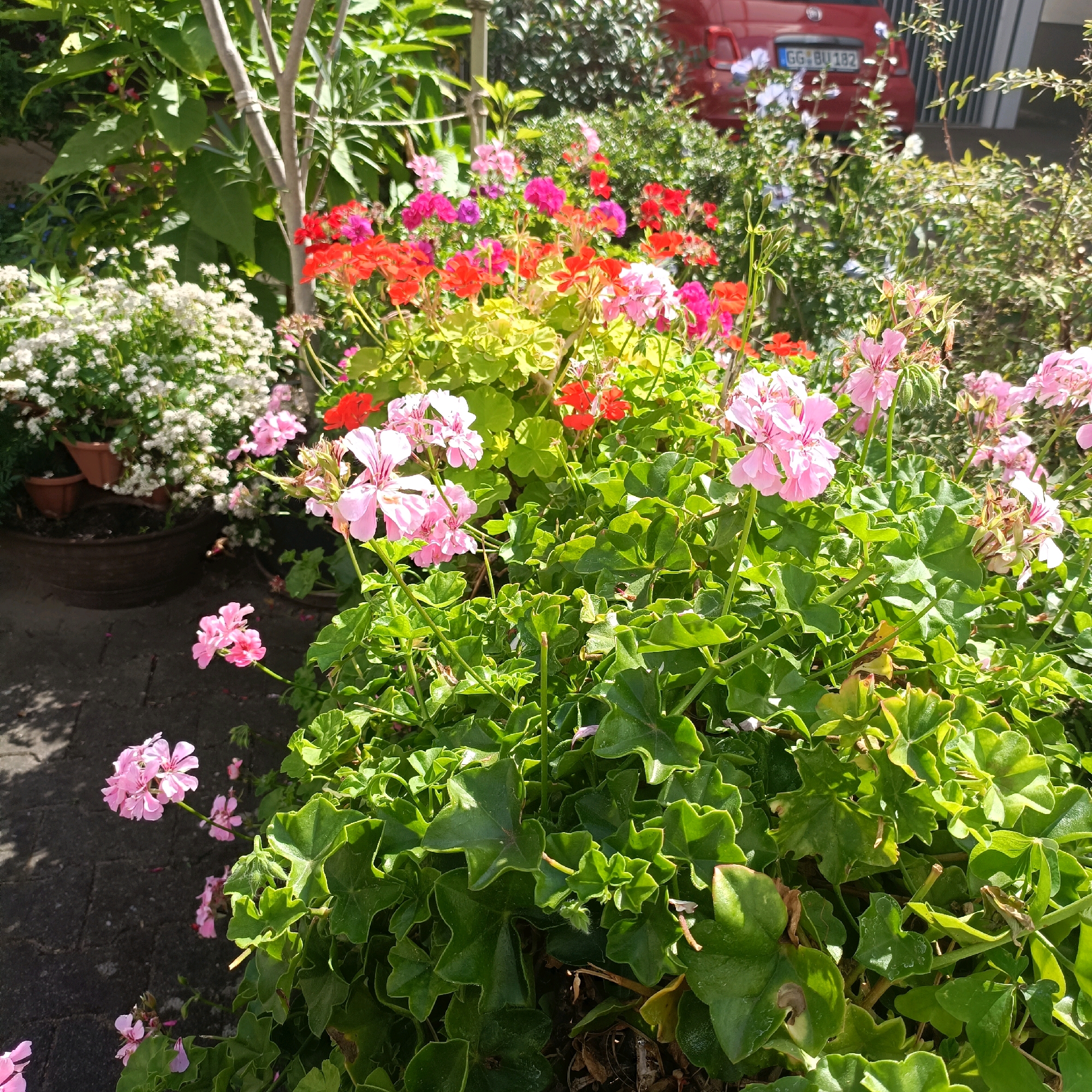 This is an eye-level, medium shot of a flower garden in Rüsselsheim am Main, Germany, on a sunny day. The foreground is filled with lush green foliage and clusters of pink geraniums in bloom. To the left, a sidewalk made of dark grey paving stones is visible, with shadows from overhead foliage casting dappled patterns. Behind the pink flowers, a variety of other colorful flowers are present, including red and deeper pink geraniums, and some white flowers in the background. A thin, light-colored tree trunk is partially visible in the upper left quadrant. In the background, a red car is parked, with the license plate visible as GG-BU 182. The car is parked in front of a building with a ribbed grey facade. The overall impression is a vibrant and well-maintained garden.