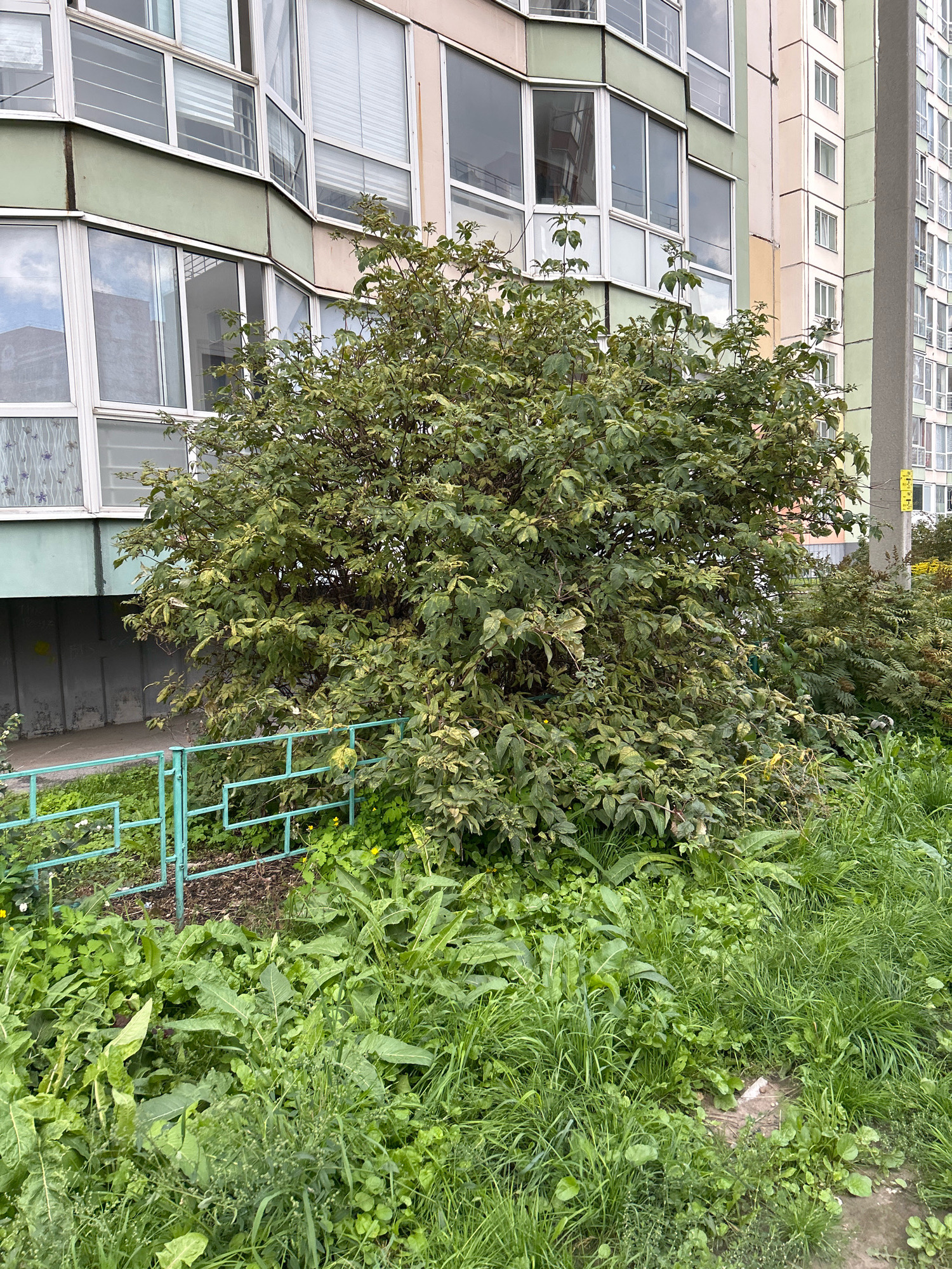 The image shows an overgrown shrub in front of a multi-story building, located in the city of Tomsk, Russia. The building is characterized by its light green and pale pink facade, with numerous windows. The shrub, dense and leafy, has some yellowing leaves, indicating it is likely autumn. In the foreground, there is a turquoise metal fence and a patch of lush green grass and weeds. The ground immediately behind the fence appears to be mulched. The overall scene depicts an urban environment with elements of nature encroaching.