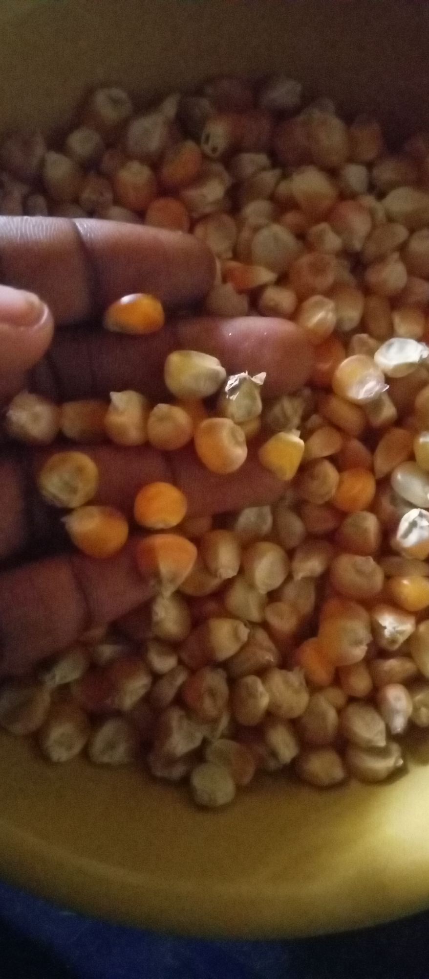 The image shows a hand holding several kernels of dried yellow corn over a bowl filled with more kernels. The kernels are mostly a light tan color, with some having a yellow hue. The background suggests the scene is indoors, with a blue surface visible at the bottom of the frame and a yellow bowl. There is no specific evidence in the image to confirm the location is in Akwanga, Nigeria.